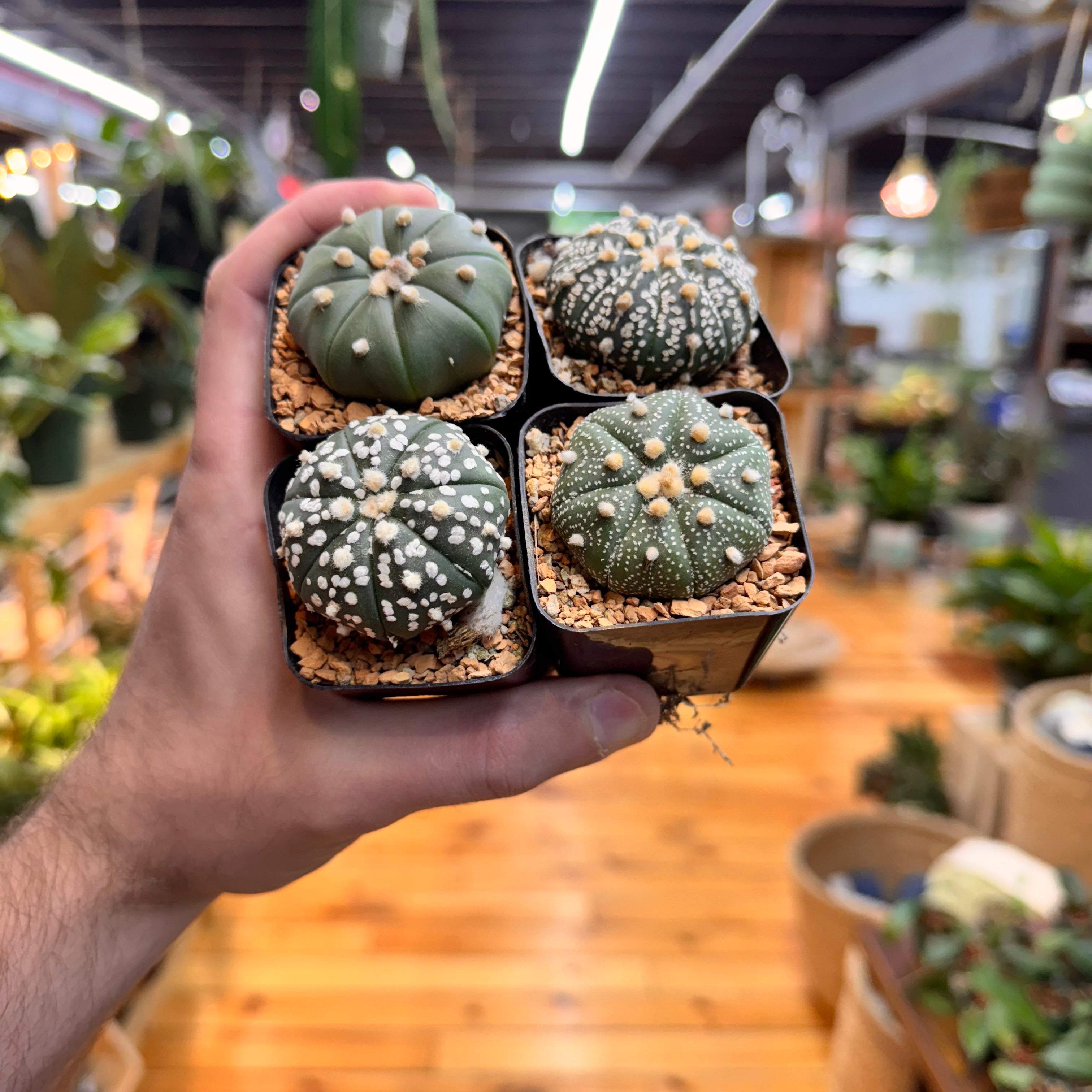 Astrophytum Asterias Assorted
