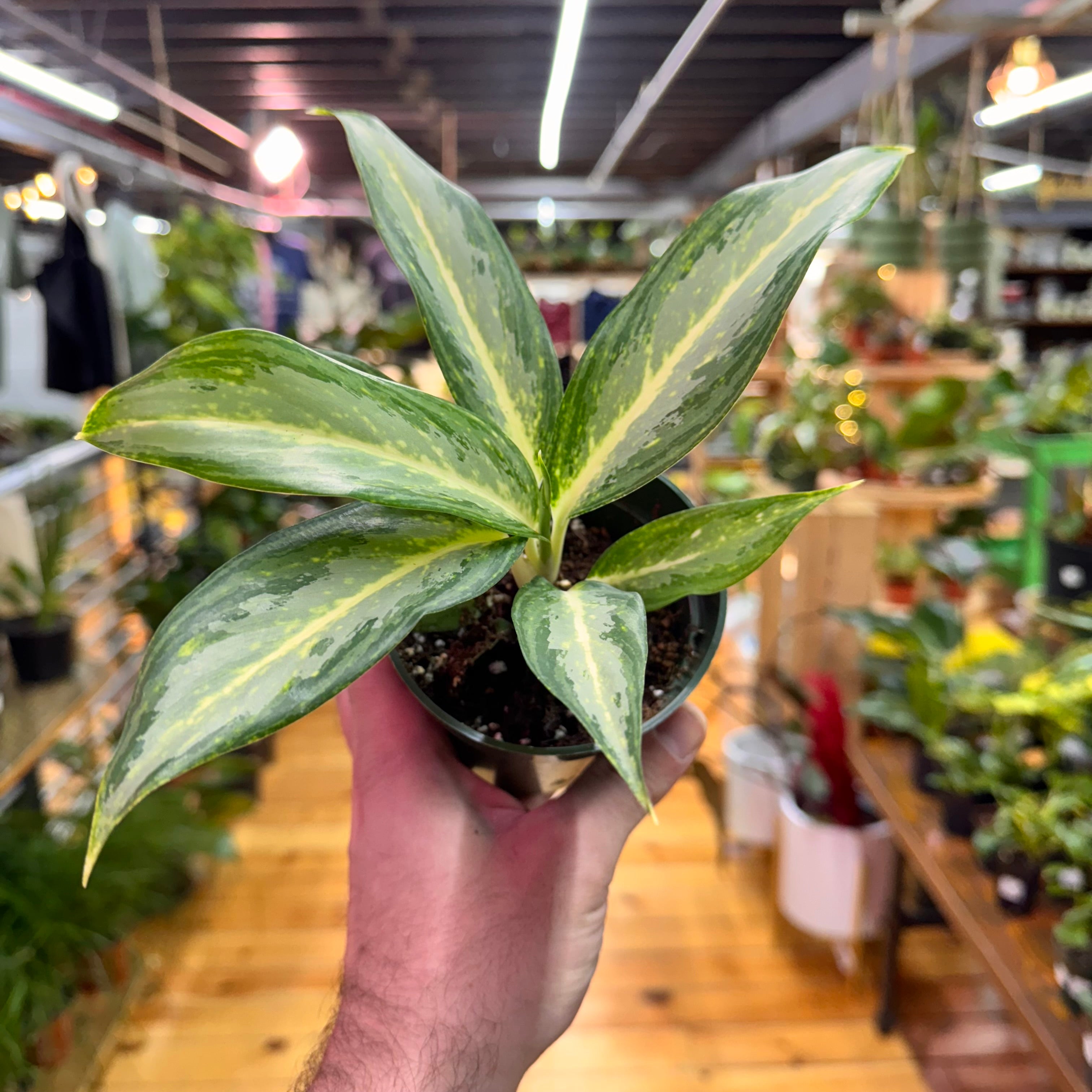 Aglaonema White Rain