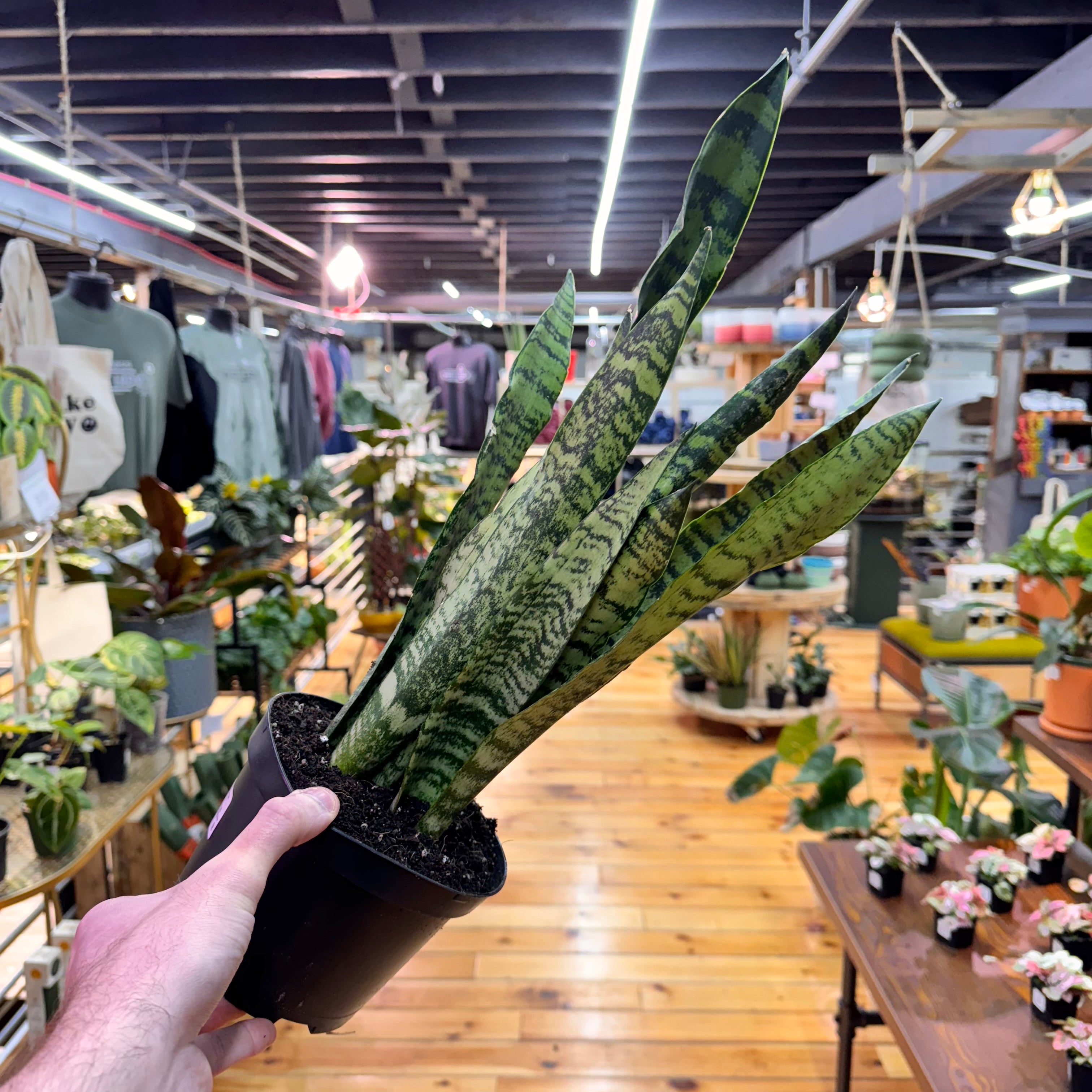 Sansevieria Zeylanica