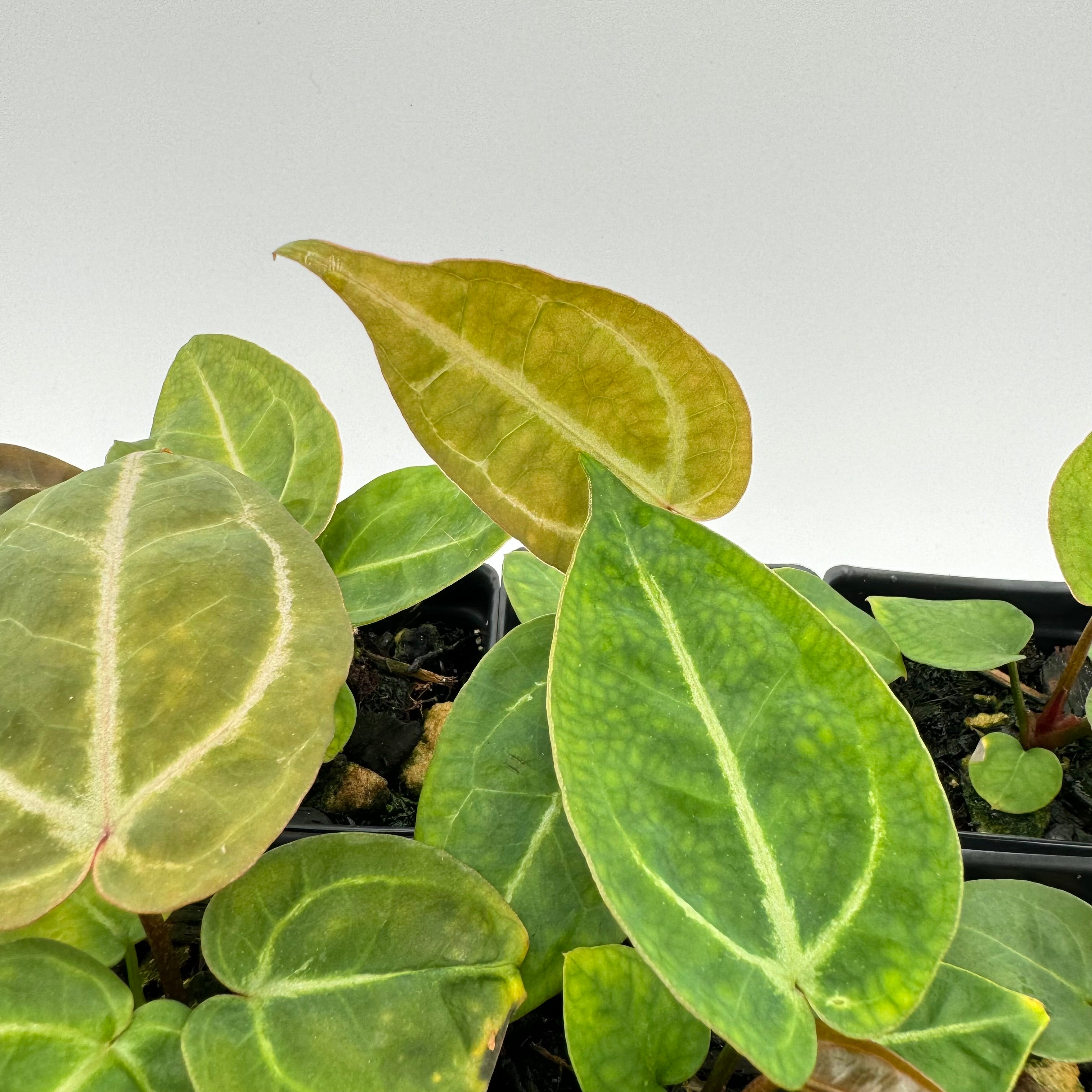 Anthurium Nurse Batch