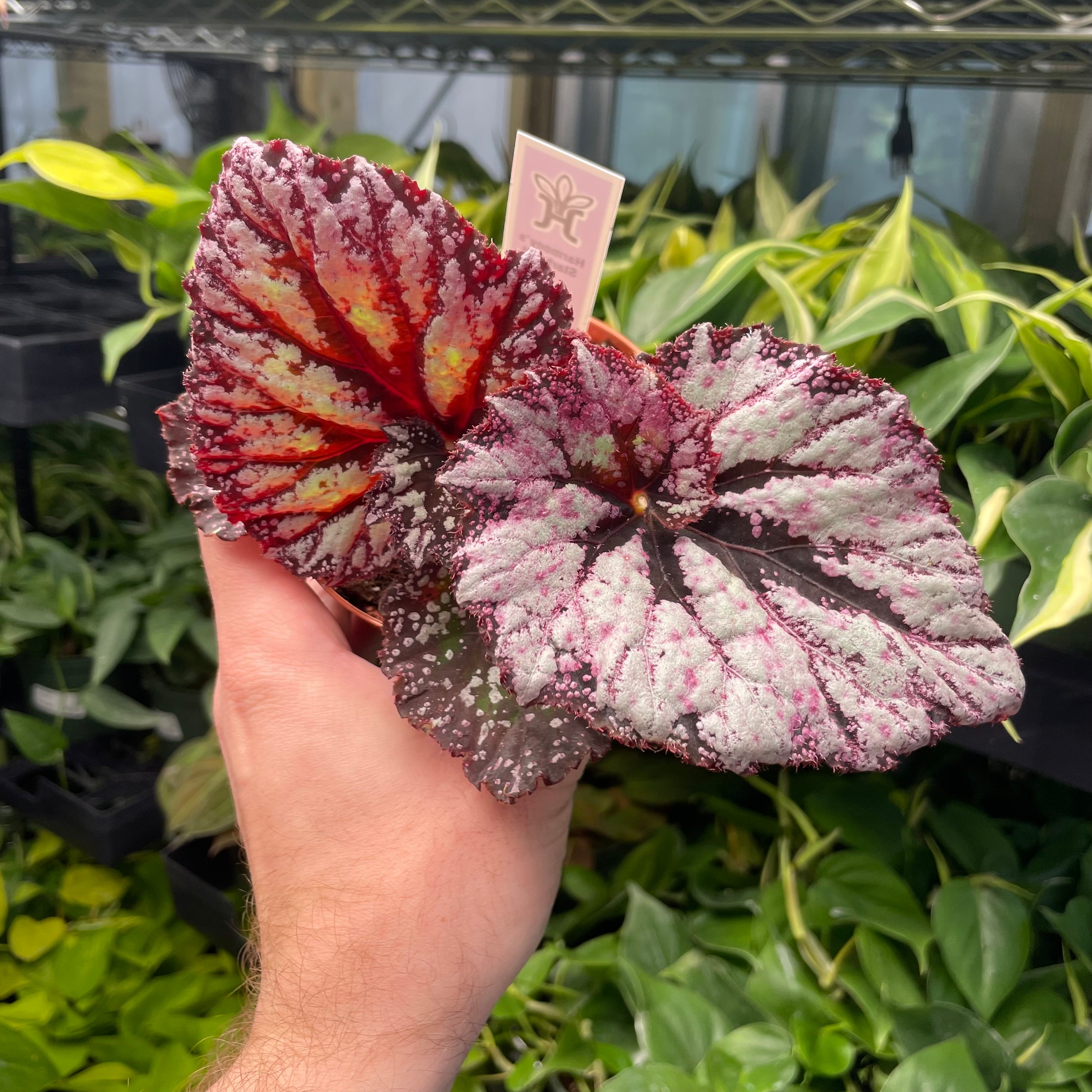 Begonia Starburst