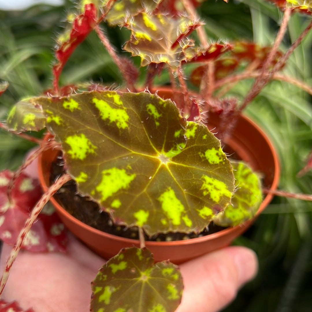 Begonia KitKat