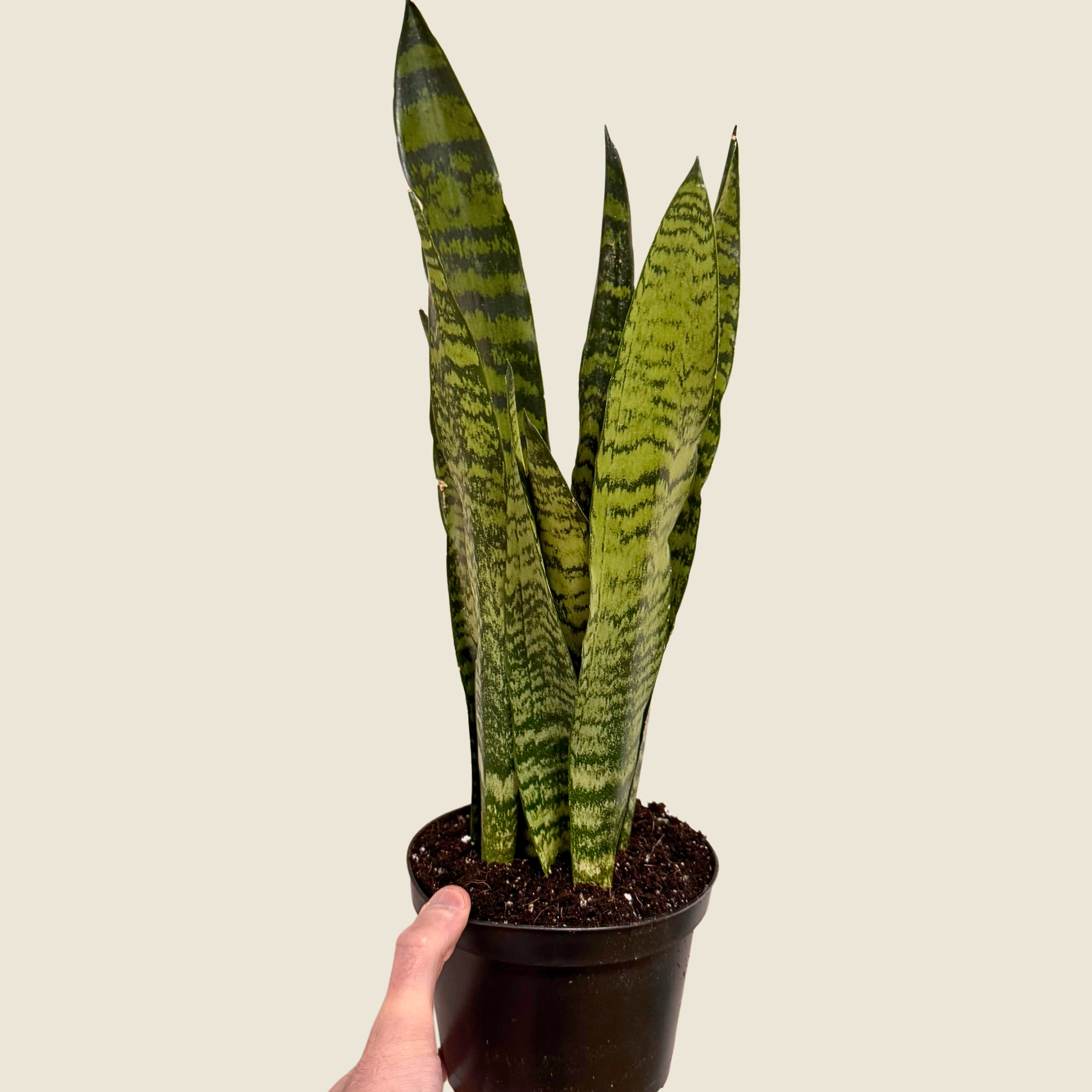 6" Sansevieria Zeylanica