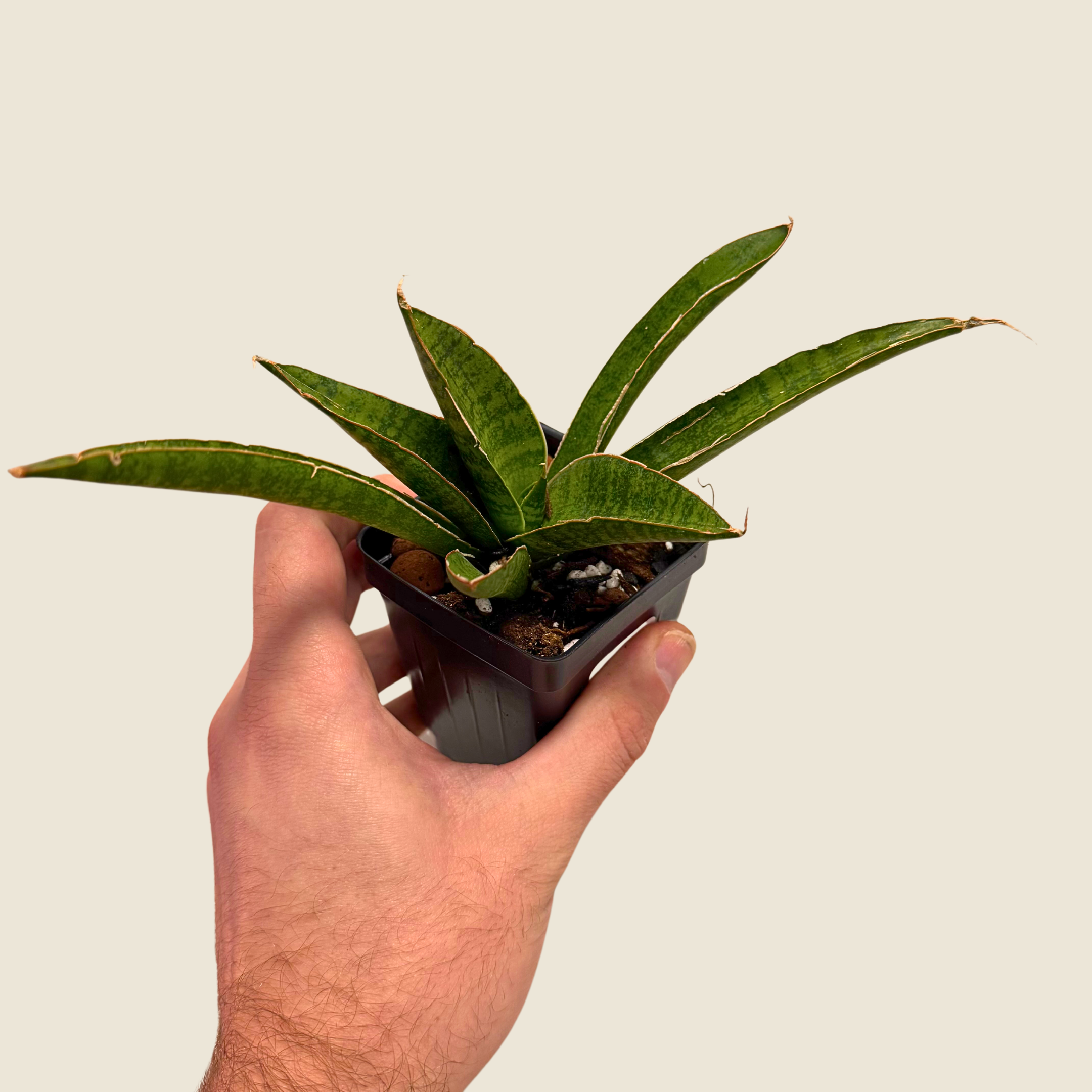 Sansevieria Jade Pagoda