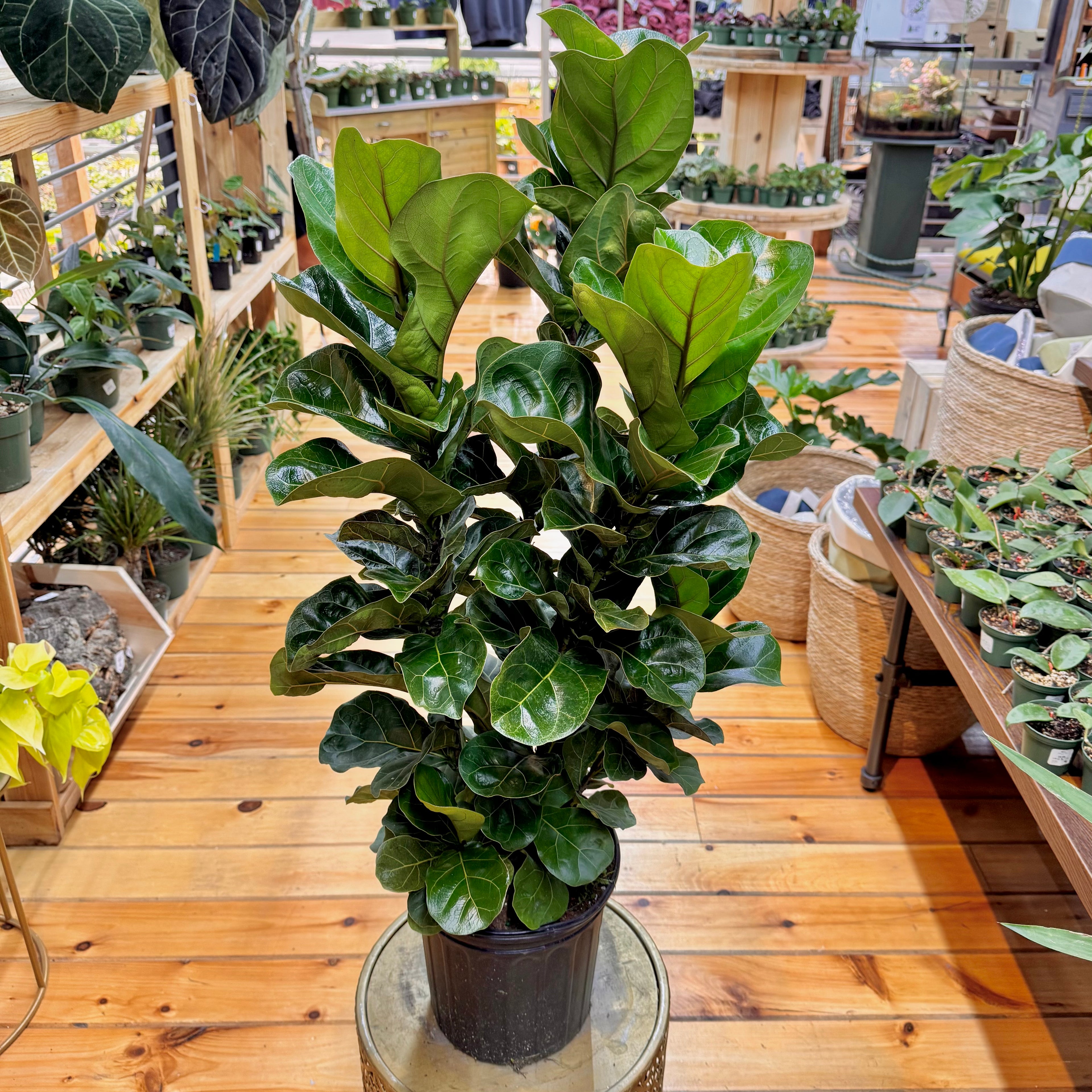 Ficus Bambino
