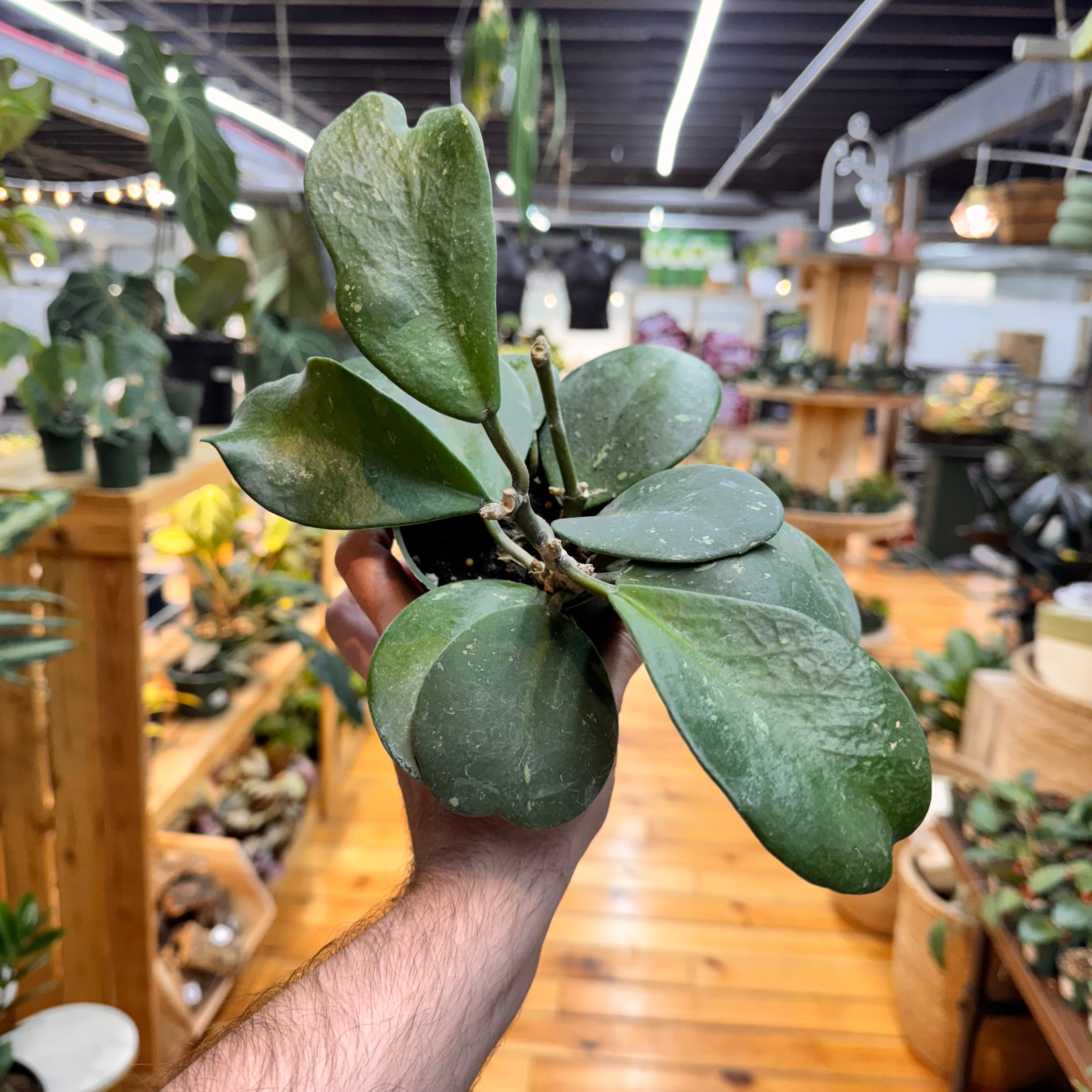 Hoya Obovata