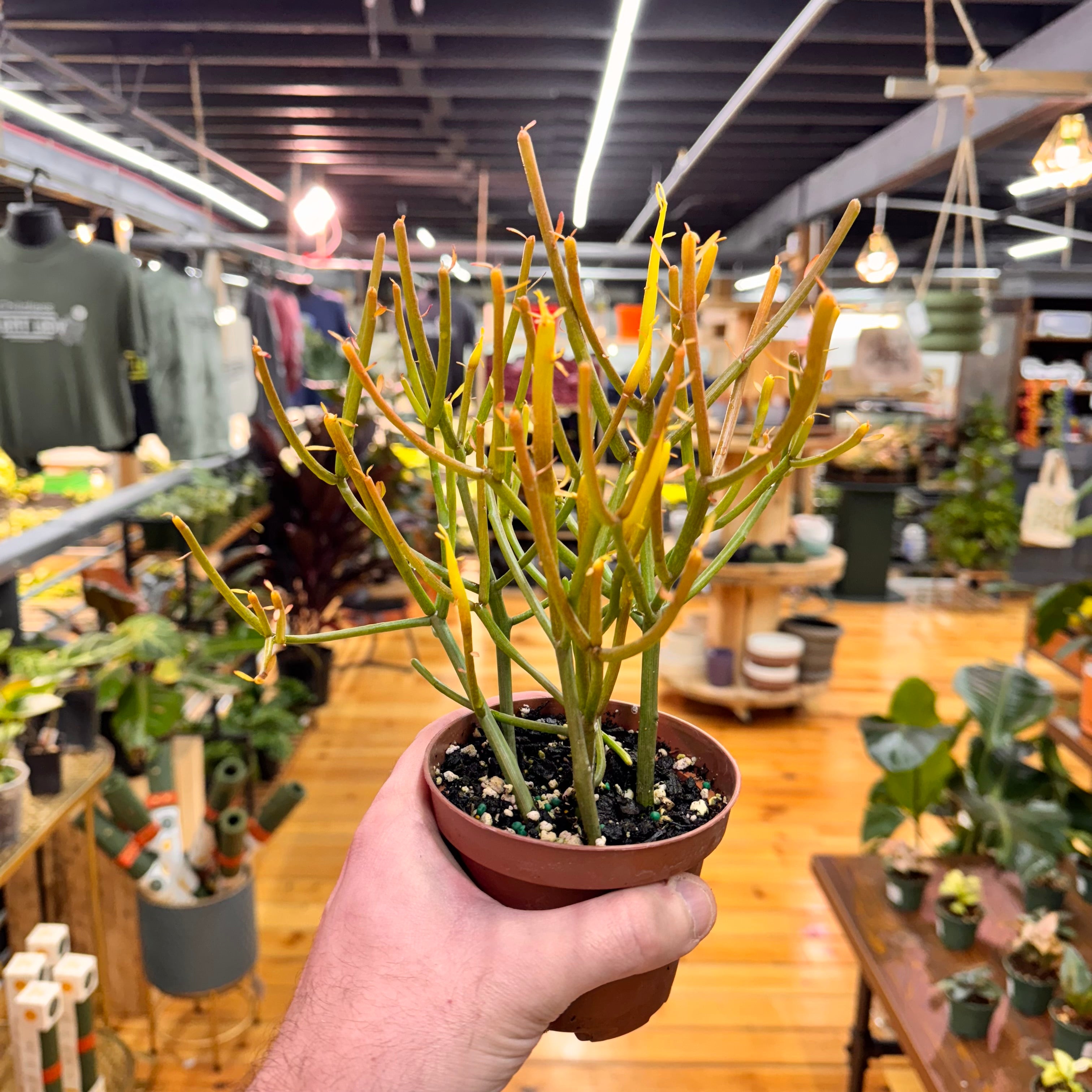 Euphorbia Tirucalli &