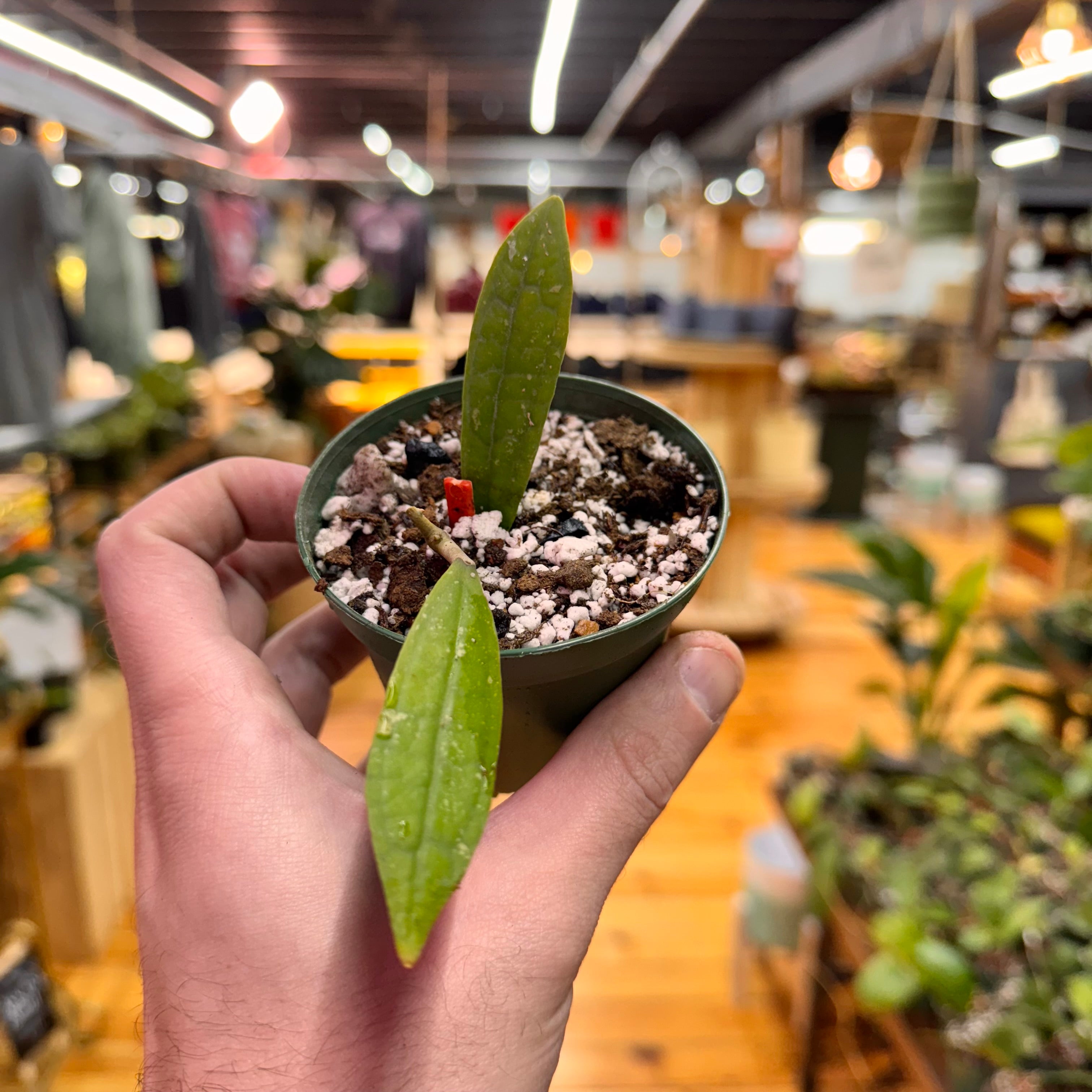 Hoya Rigidifolia