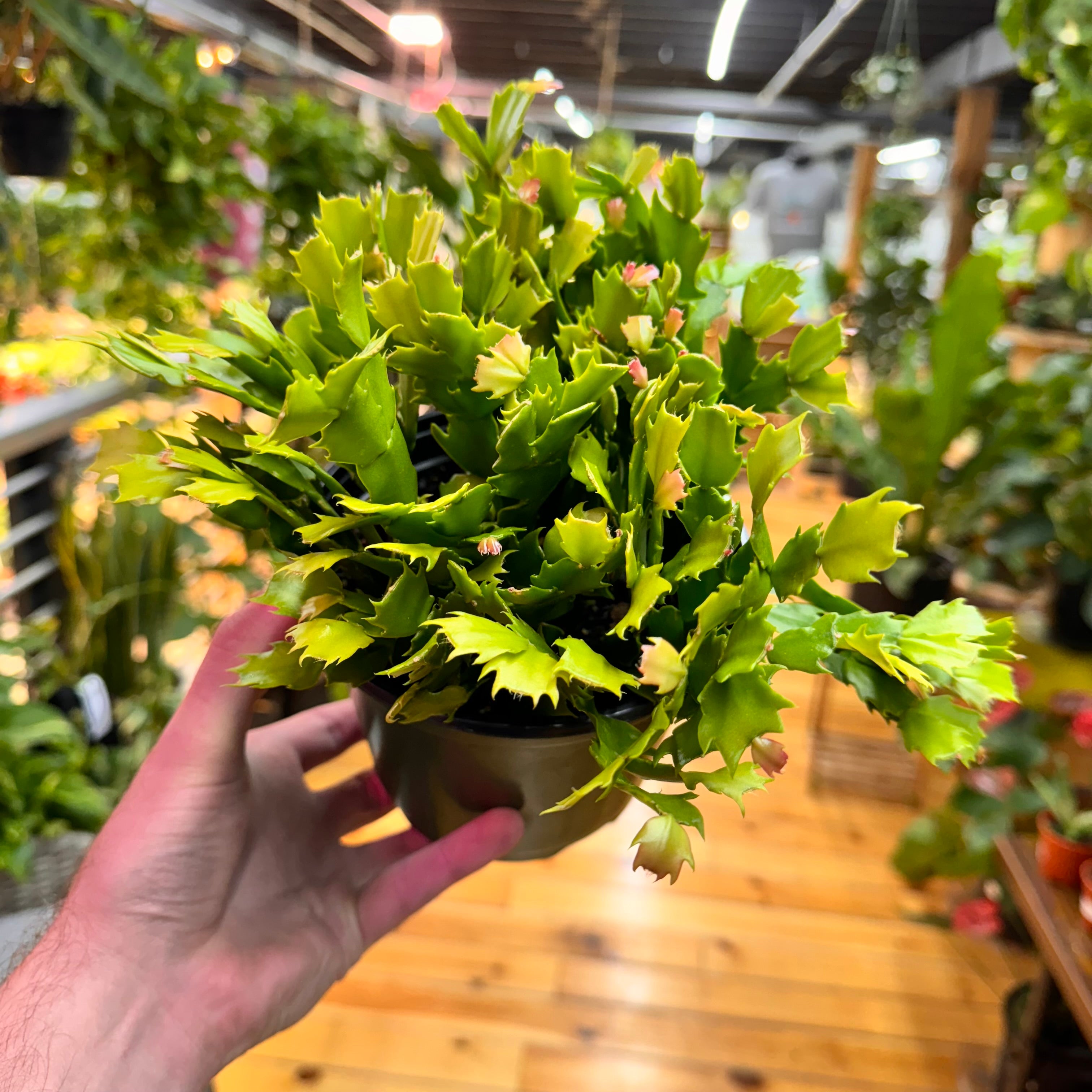 Schlumbergera Holiday Cactus