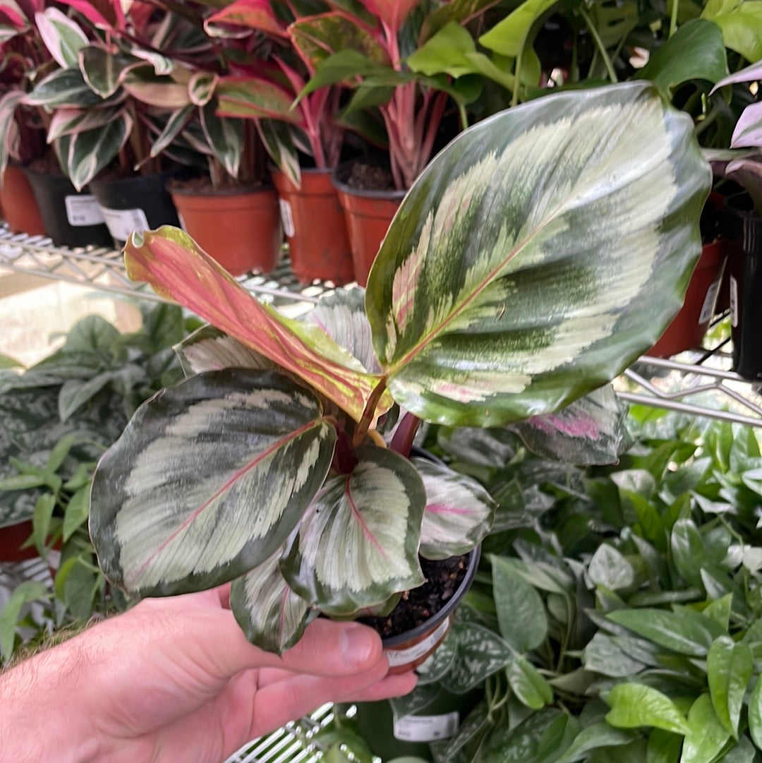 Calathea Roseopicta Silvia