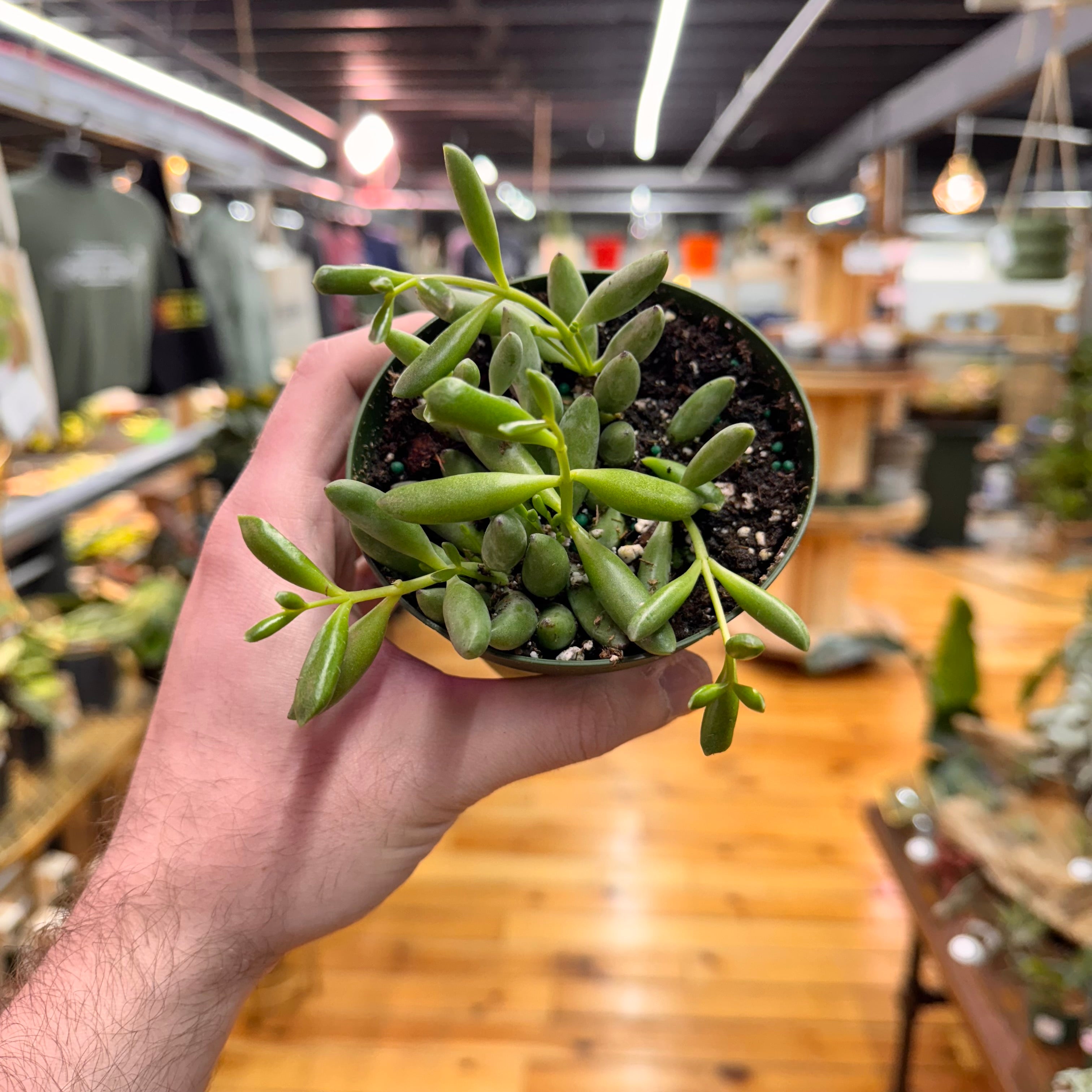 String of Bananas