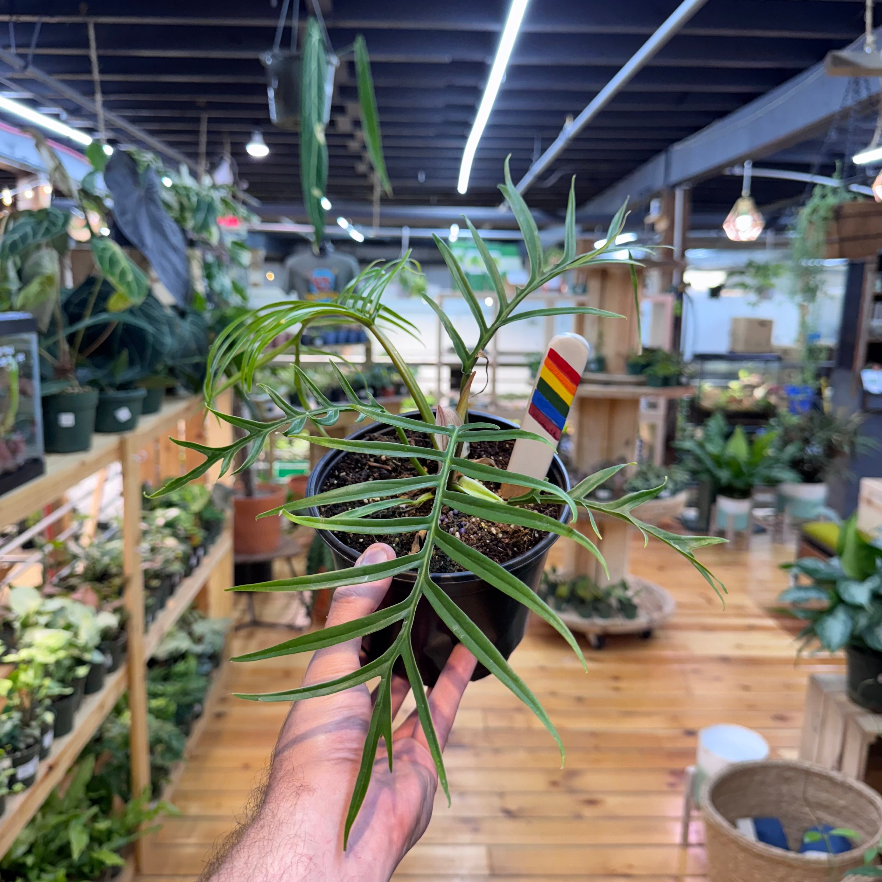 Philodendron Tortum