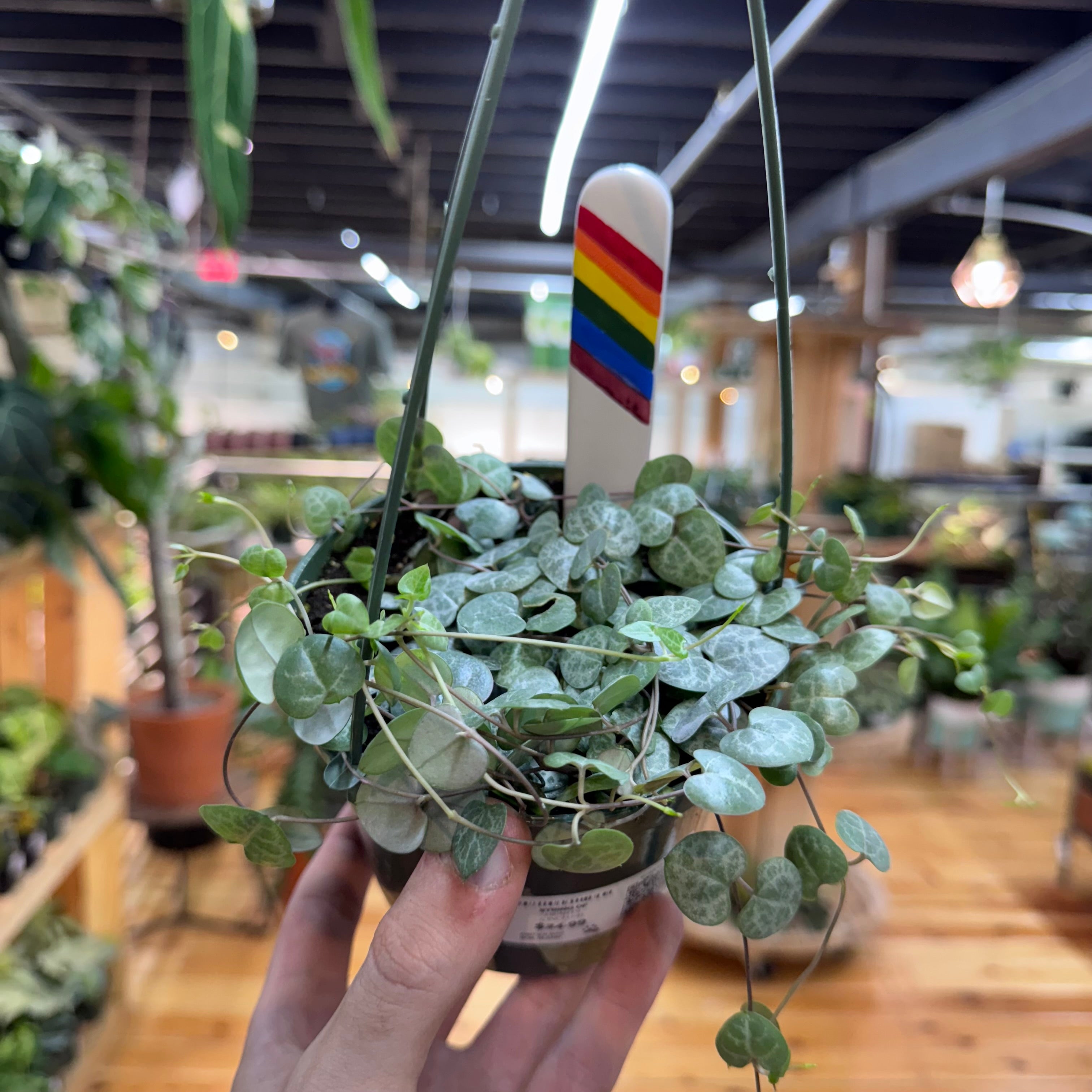 String of Hearts