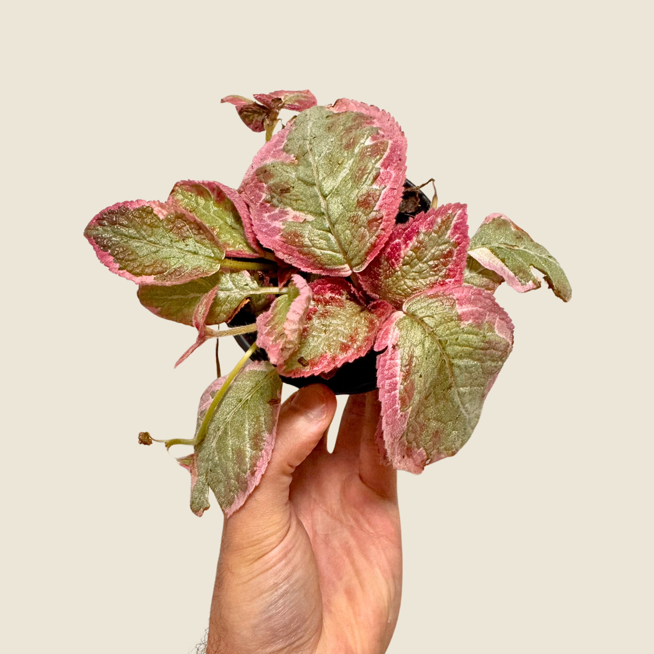 Episcia Pink Brocade
