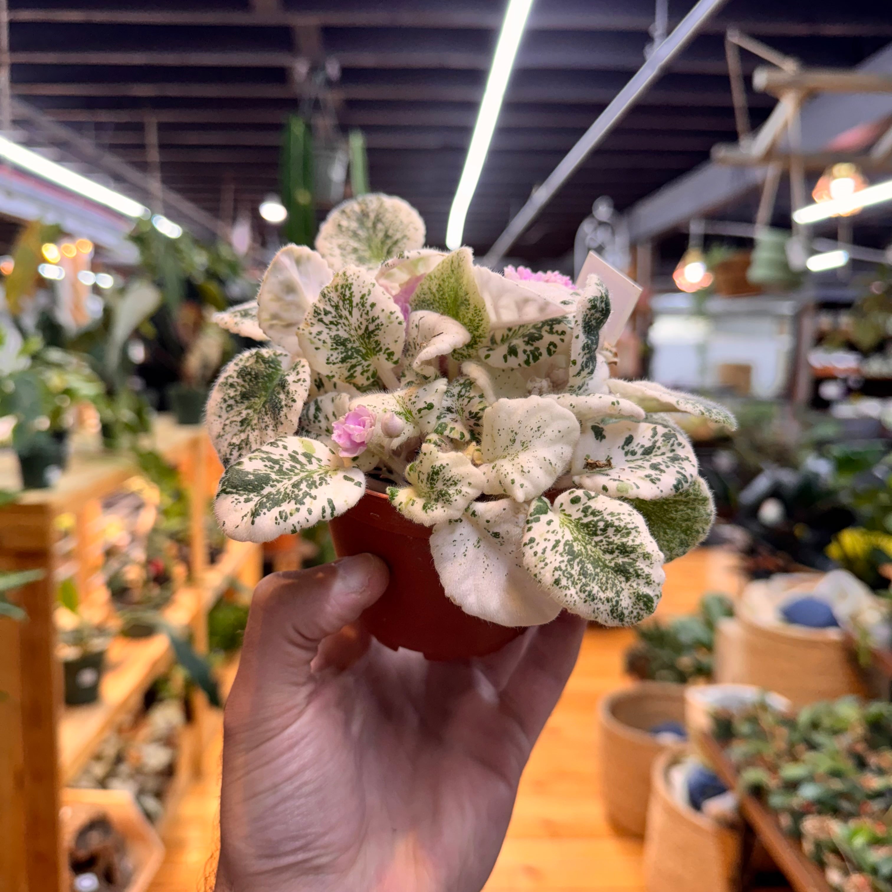 African Violet Assorted