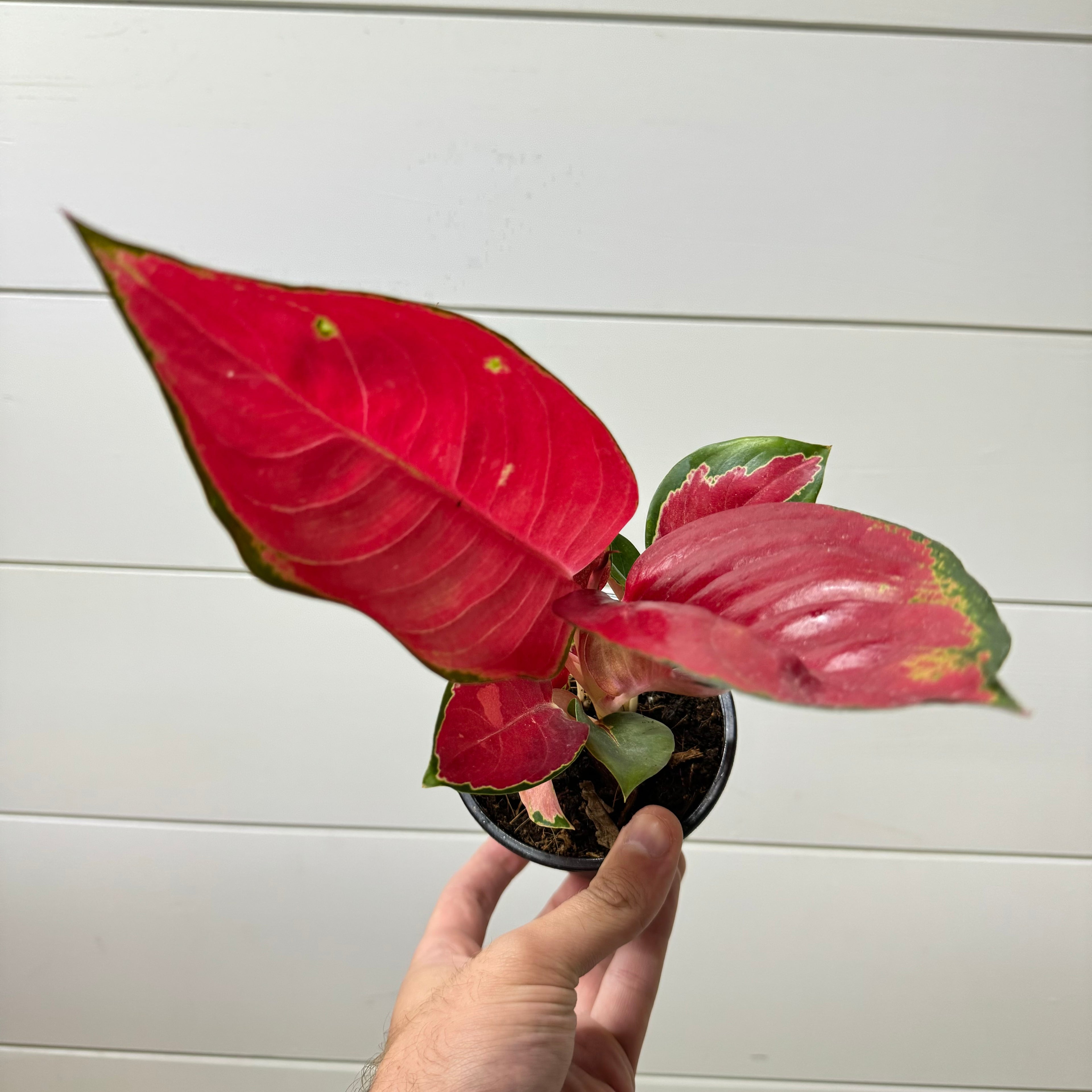 Aglaonema Red King