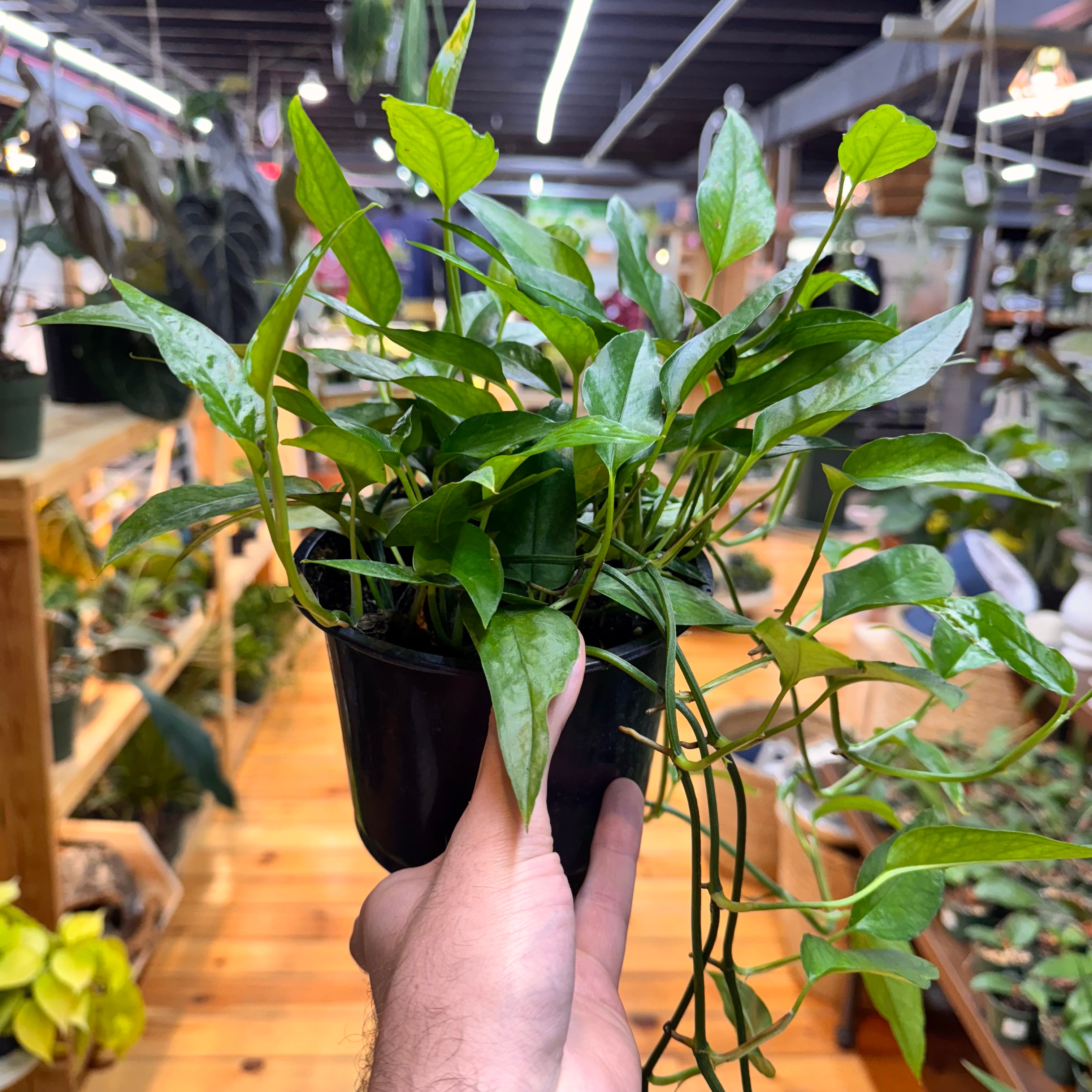 Pothos Skeleton Key