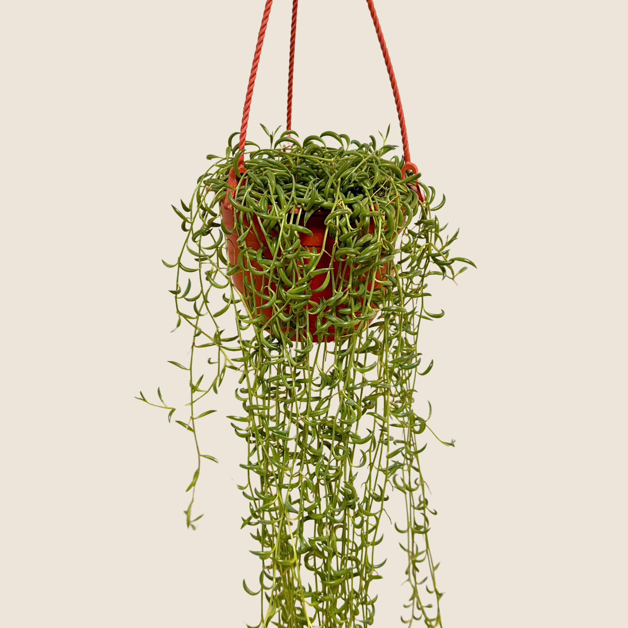 String of Bananas