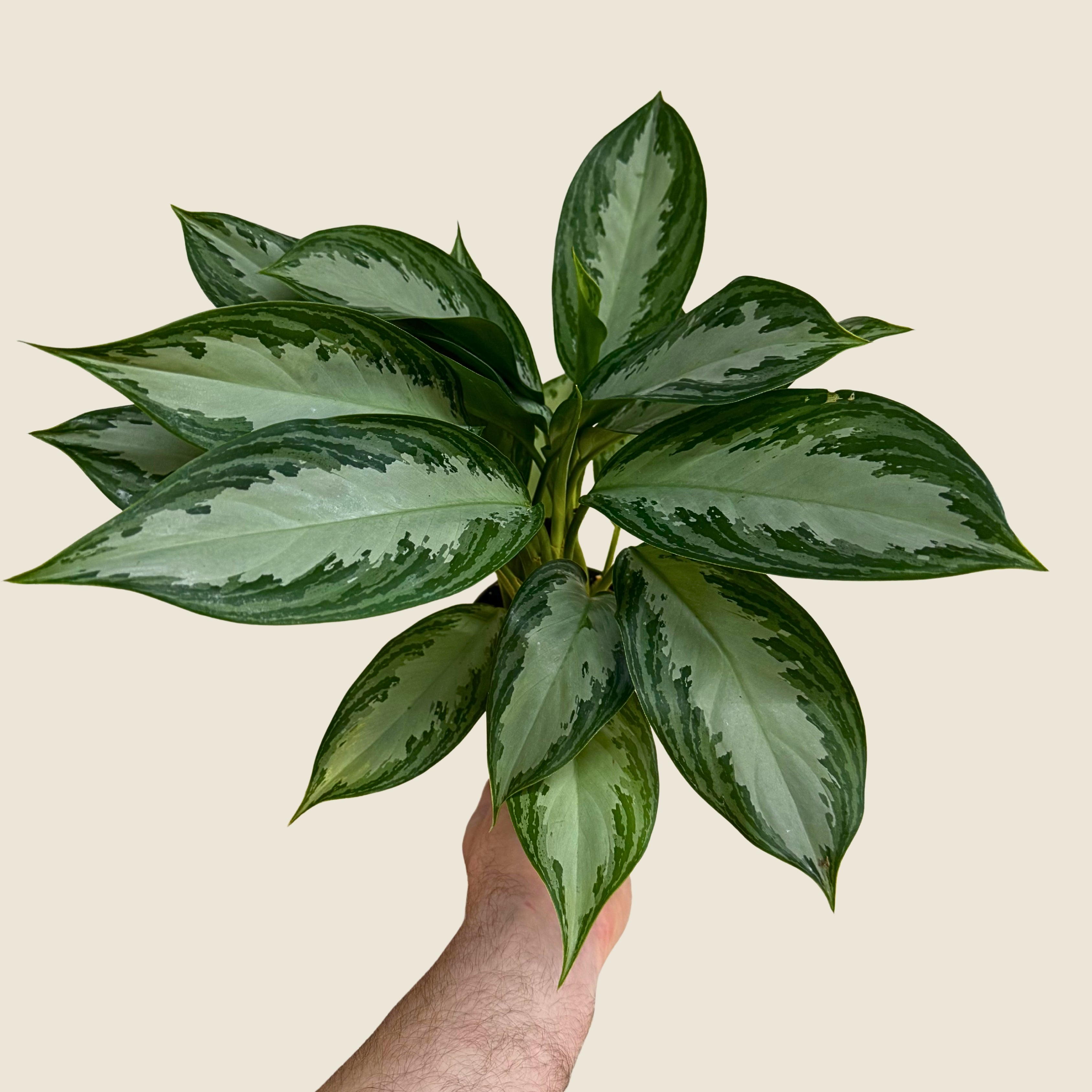 4" Aglaonema Silver Bay