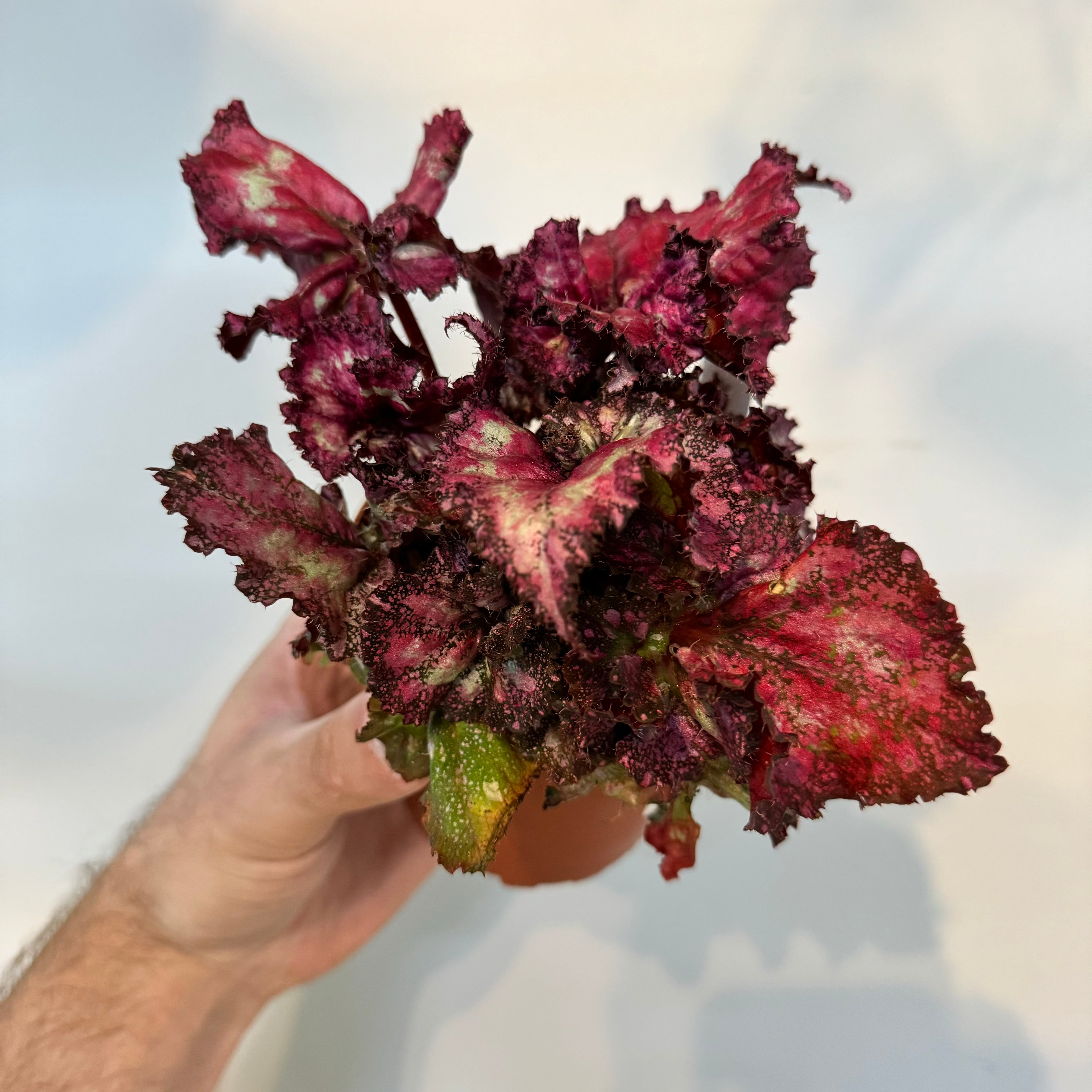 Begonia Pink Missy
