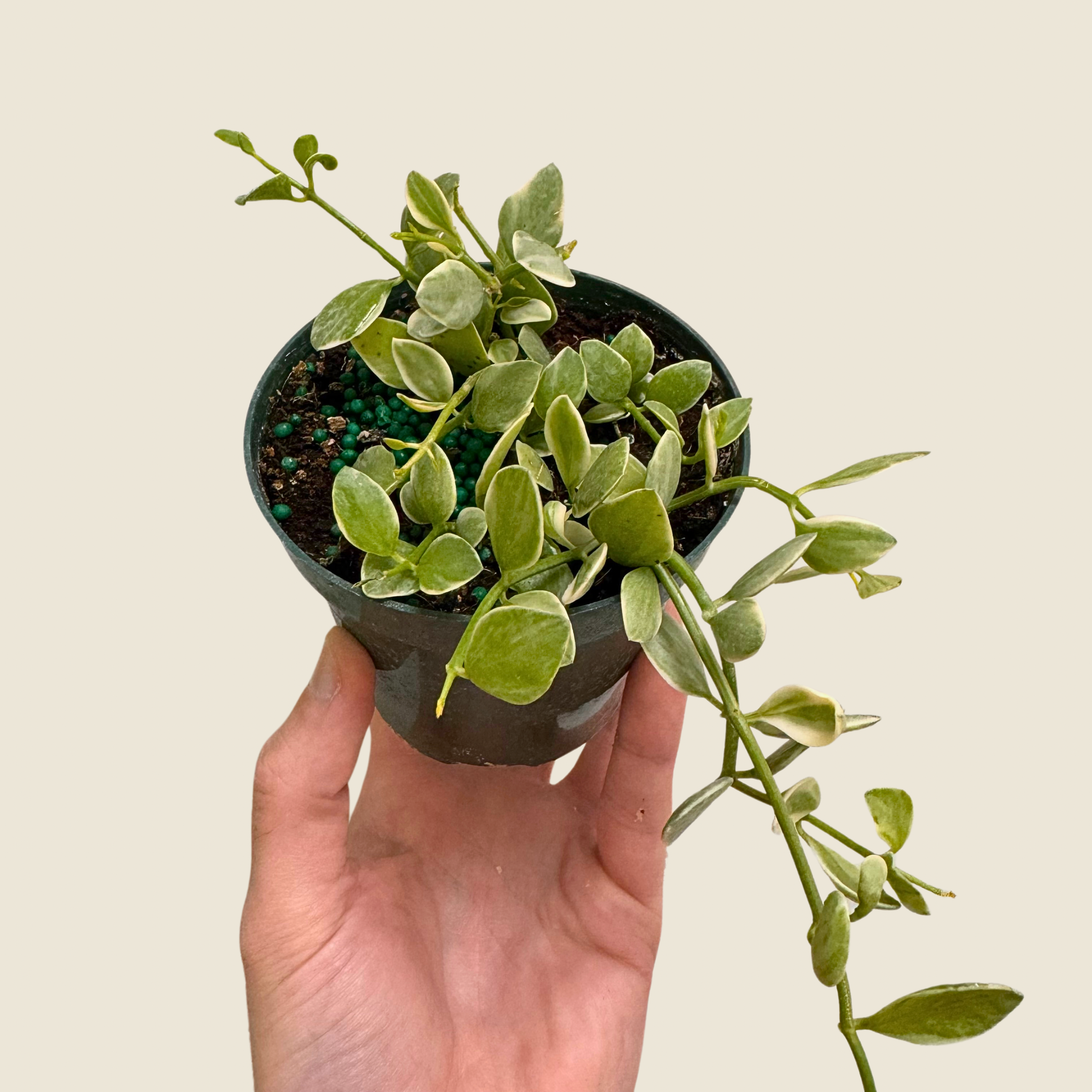 Dischidia Oiantha