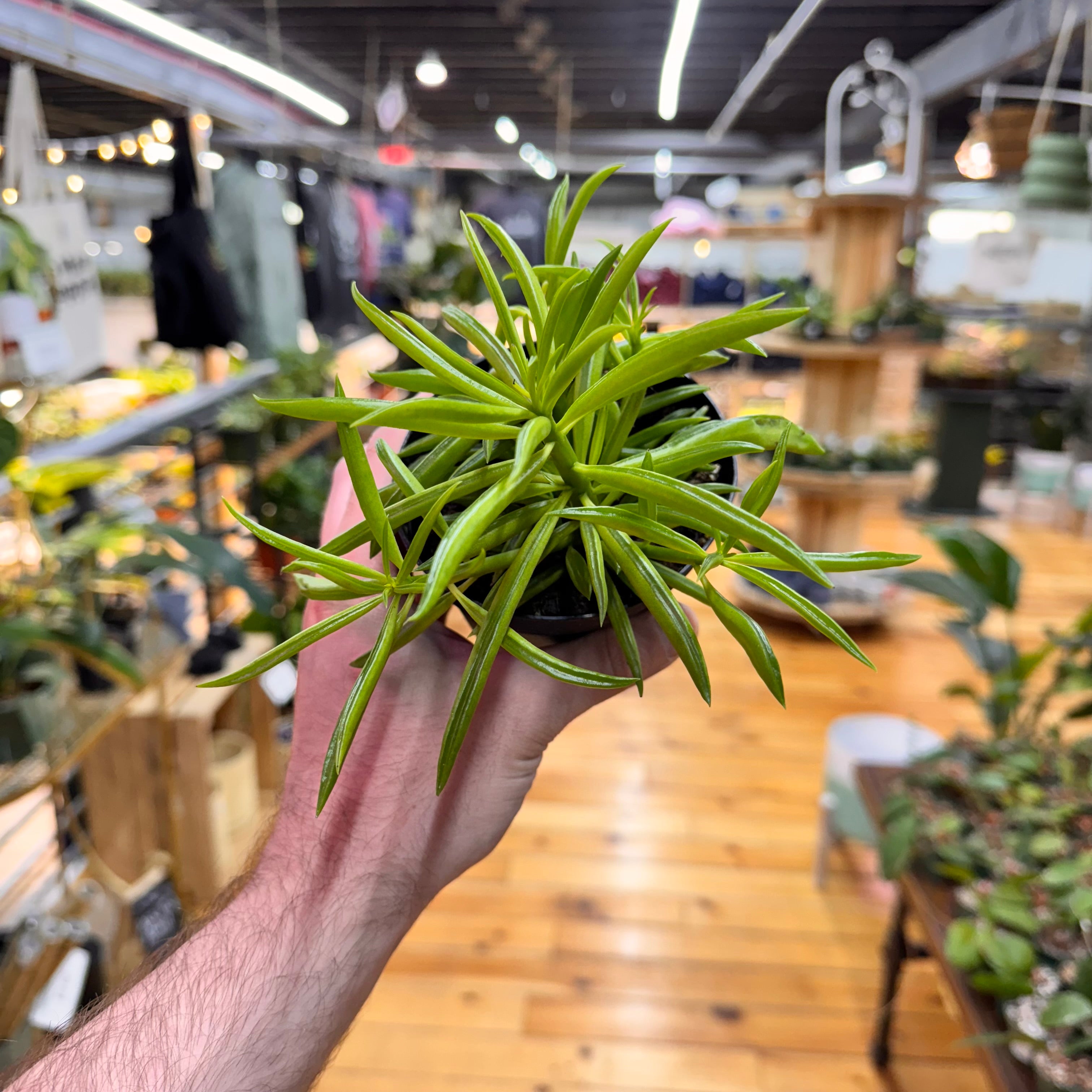 Peperomia Green Bean
