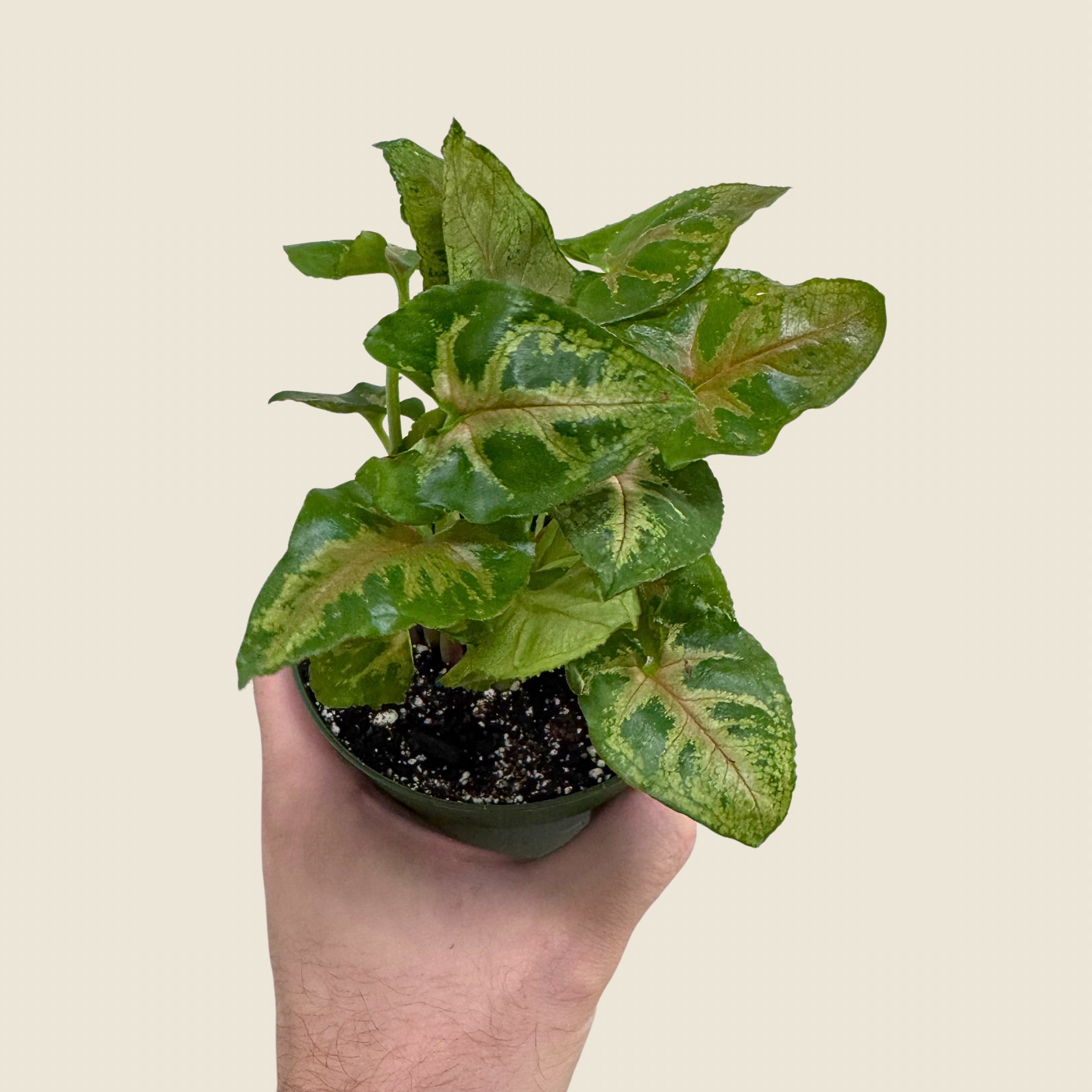Syngonium Maria Allusion
