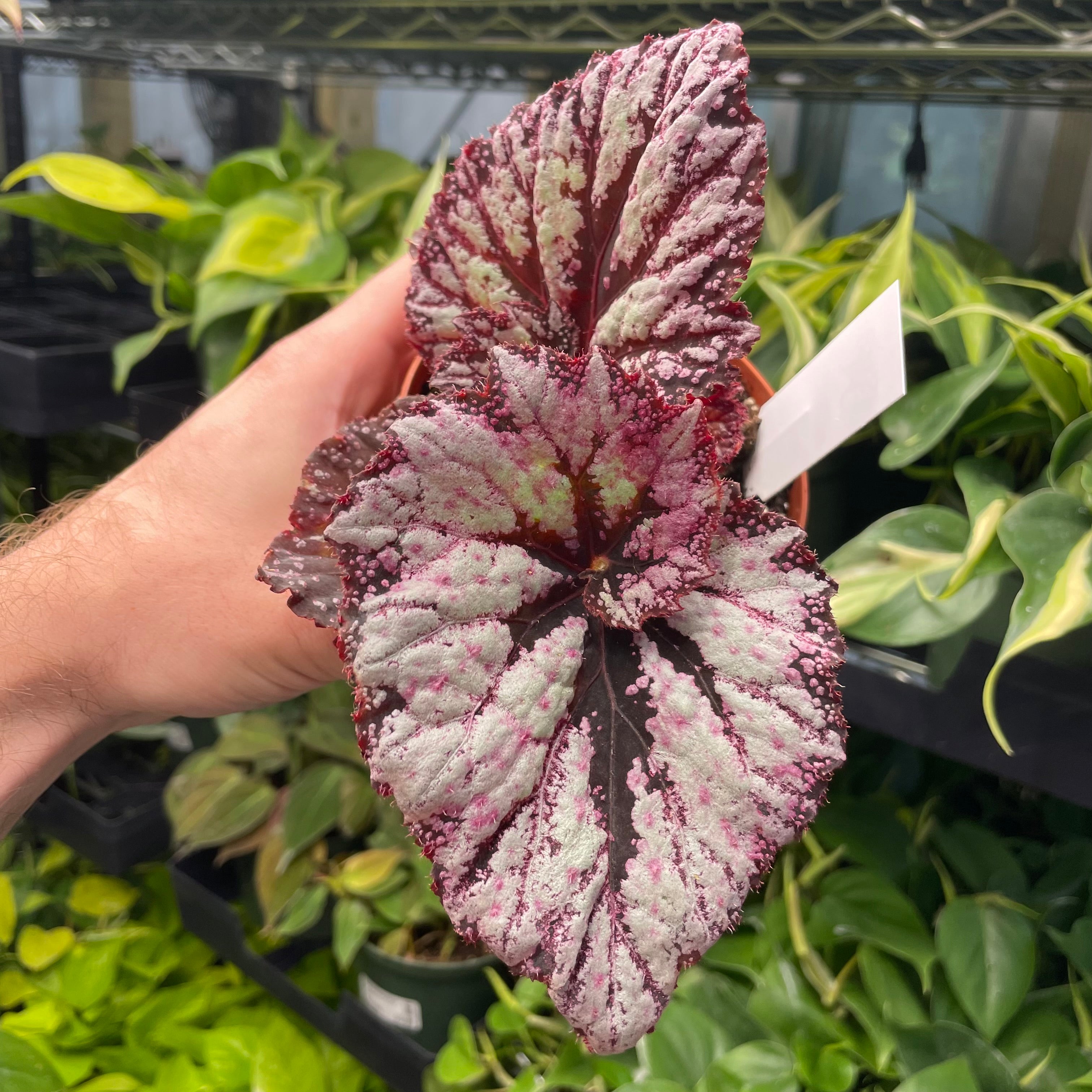 Begonia Starburst