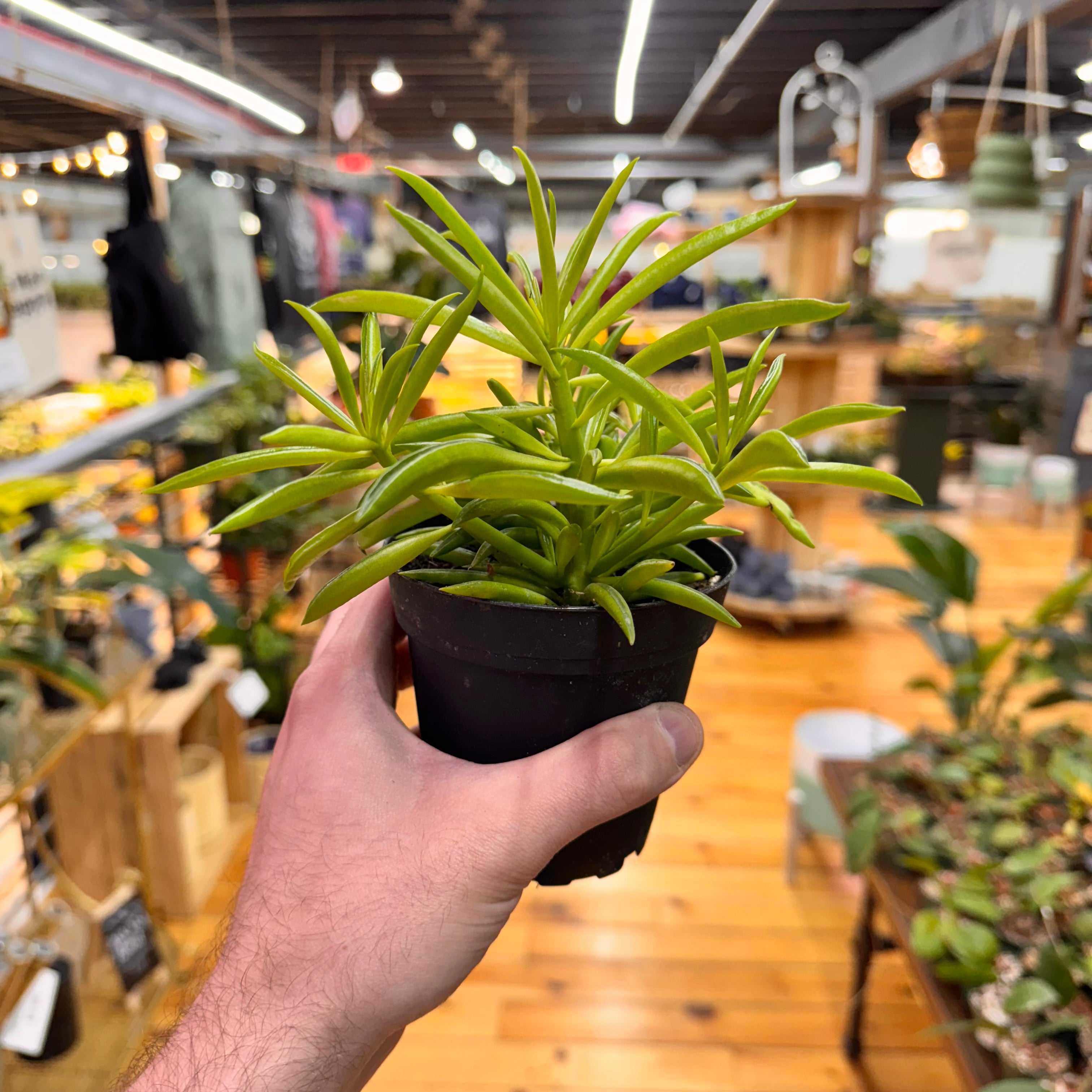 Peperomia Green Bean