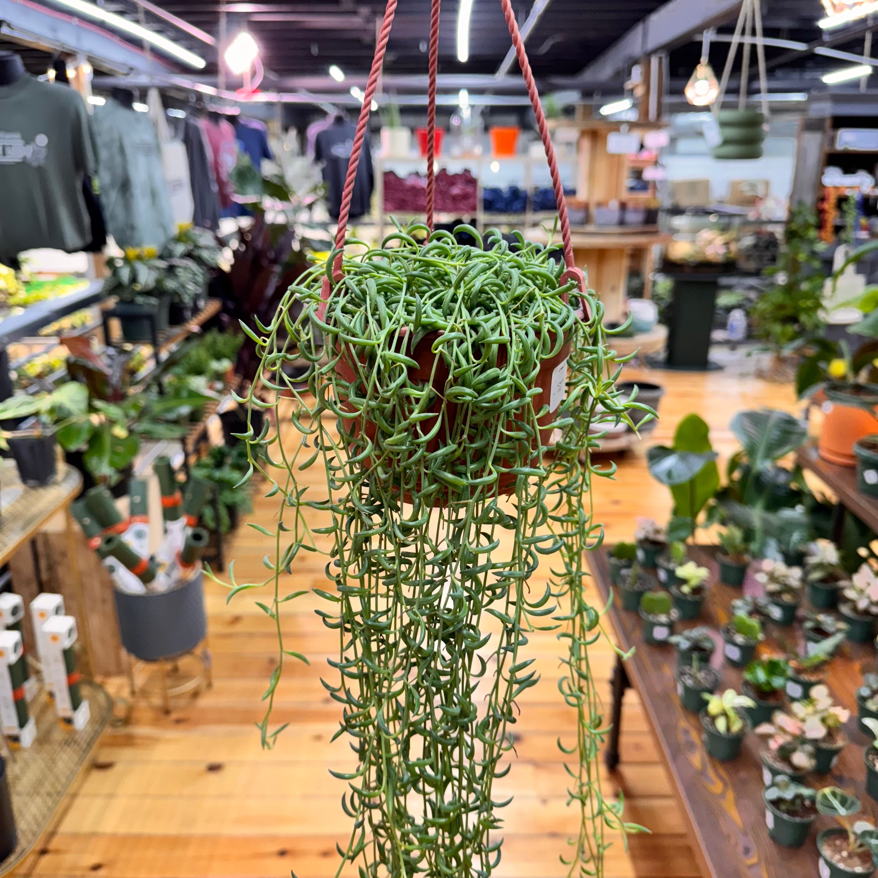 String of Bananas