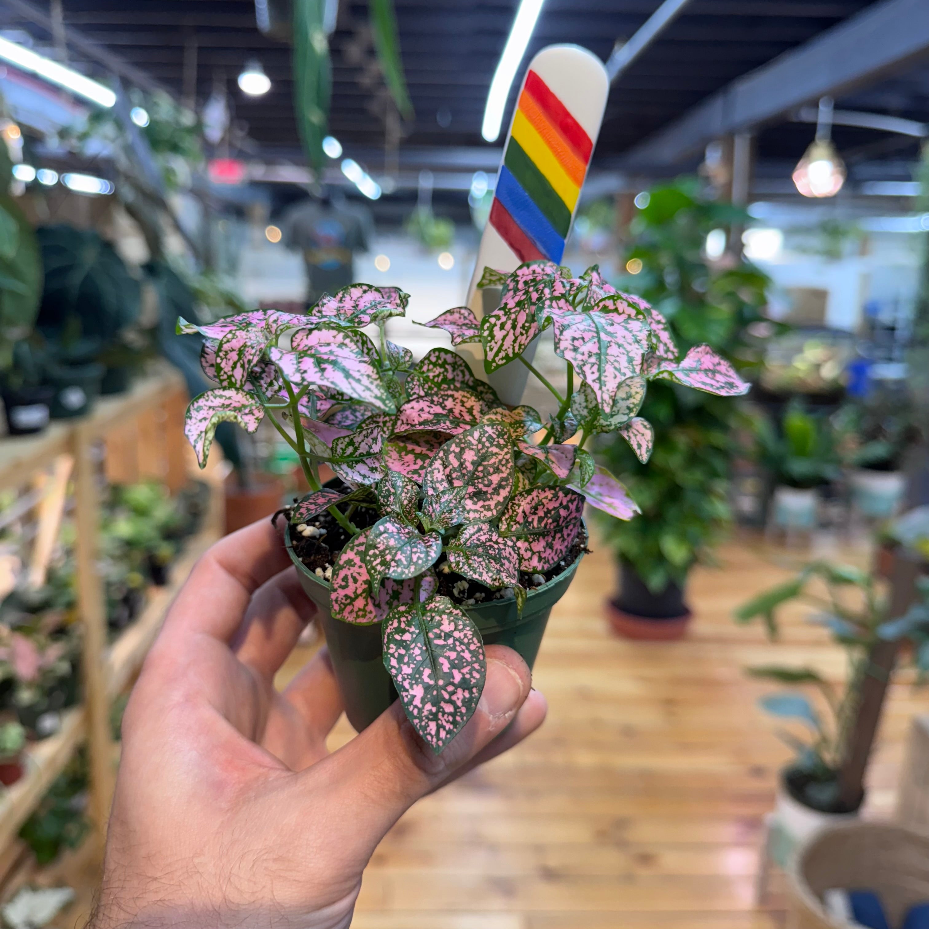 Hypoestes Polka Dot