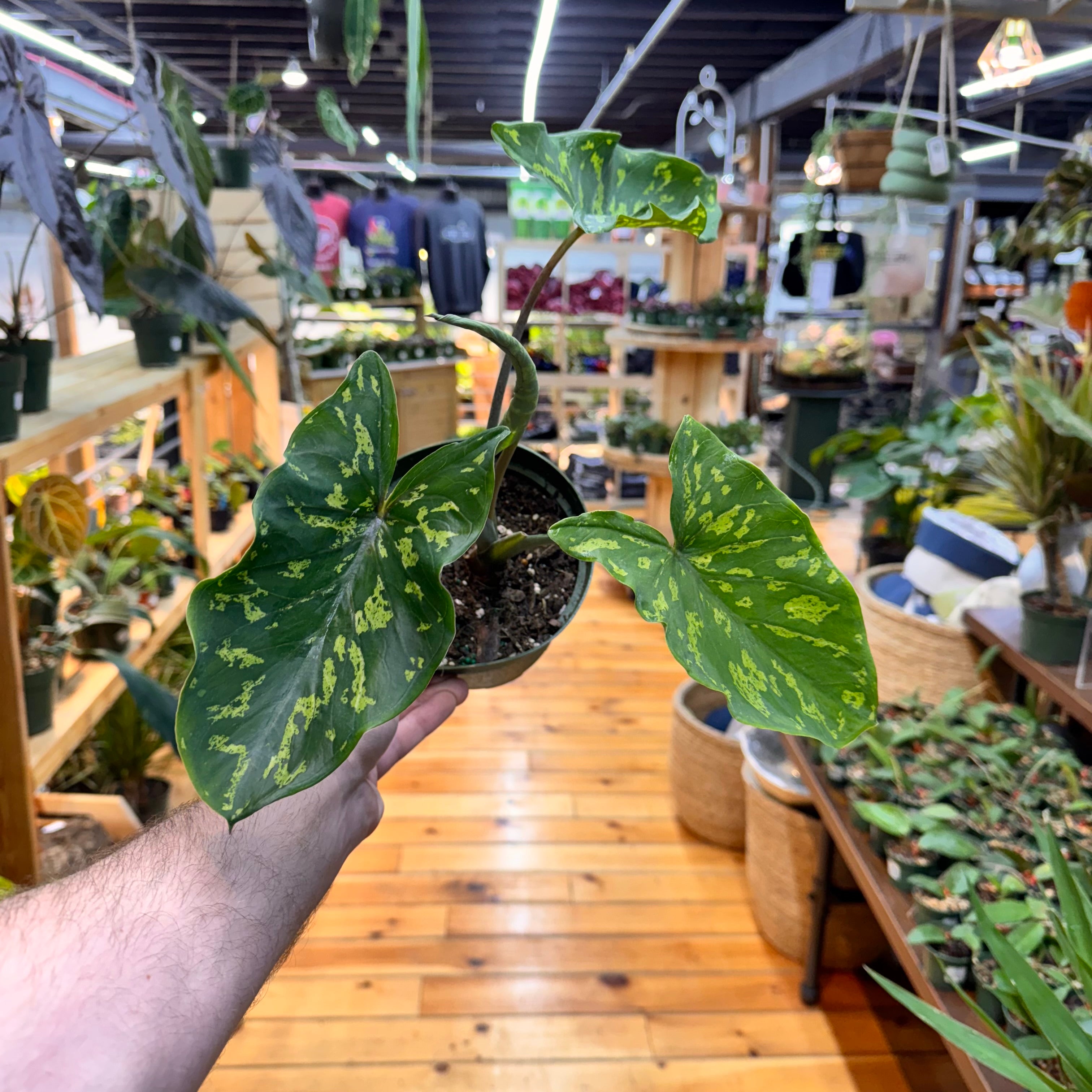 Alocasia Hilo Beauty