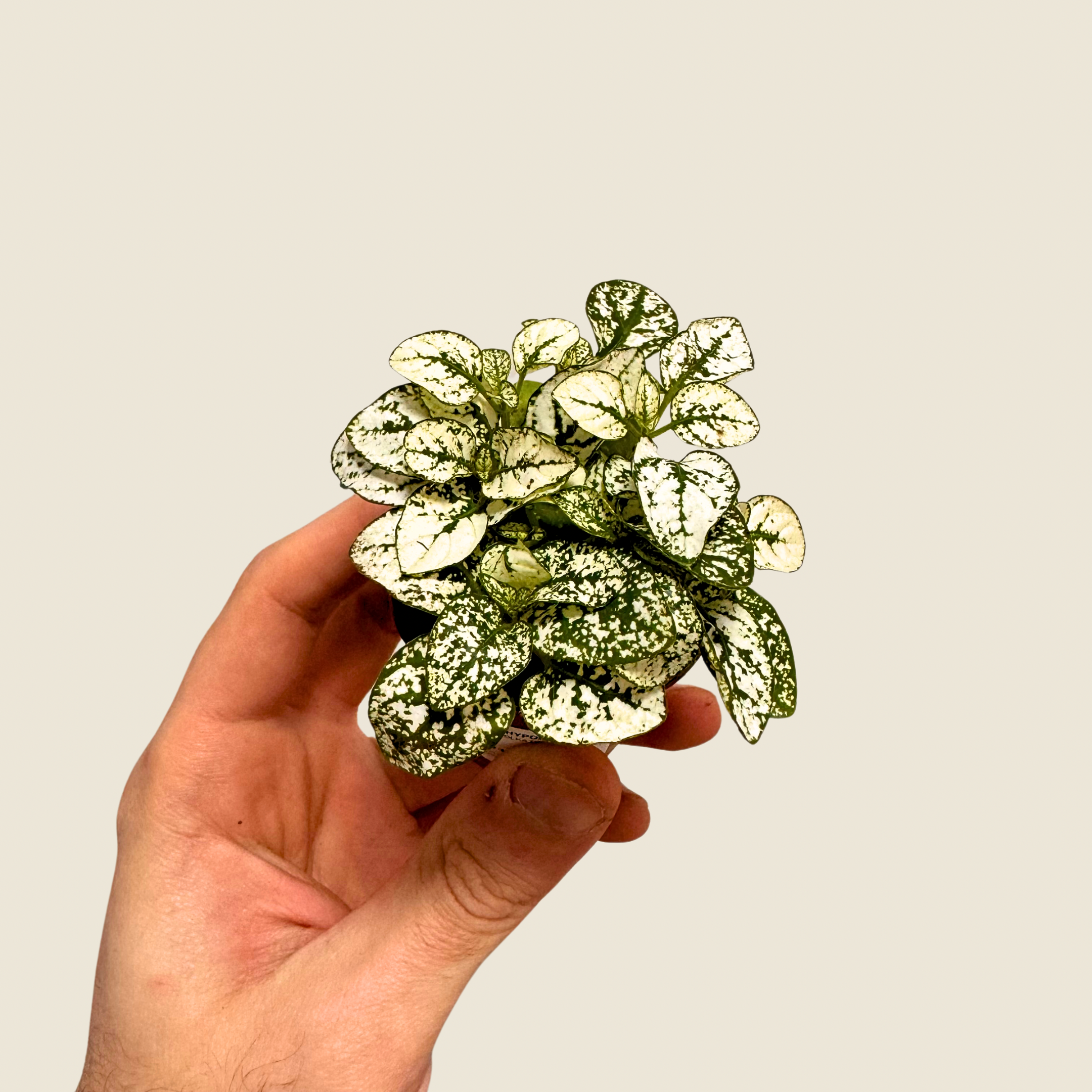 Hypoestes Polka Dot