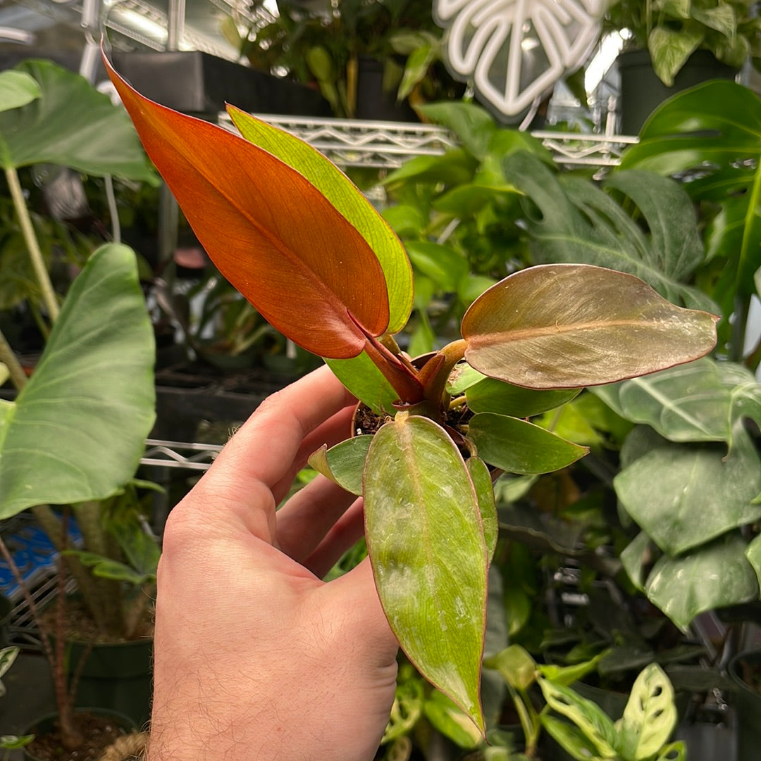 Philodendron Sun Red