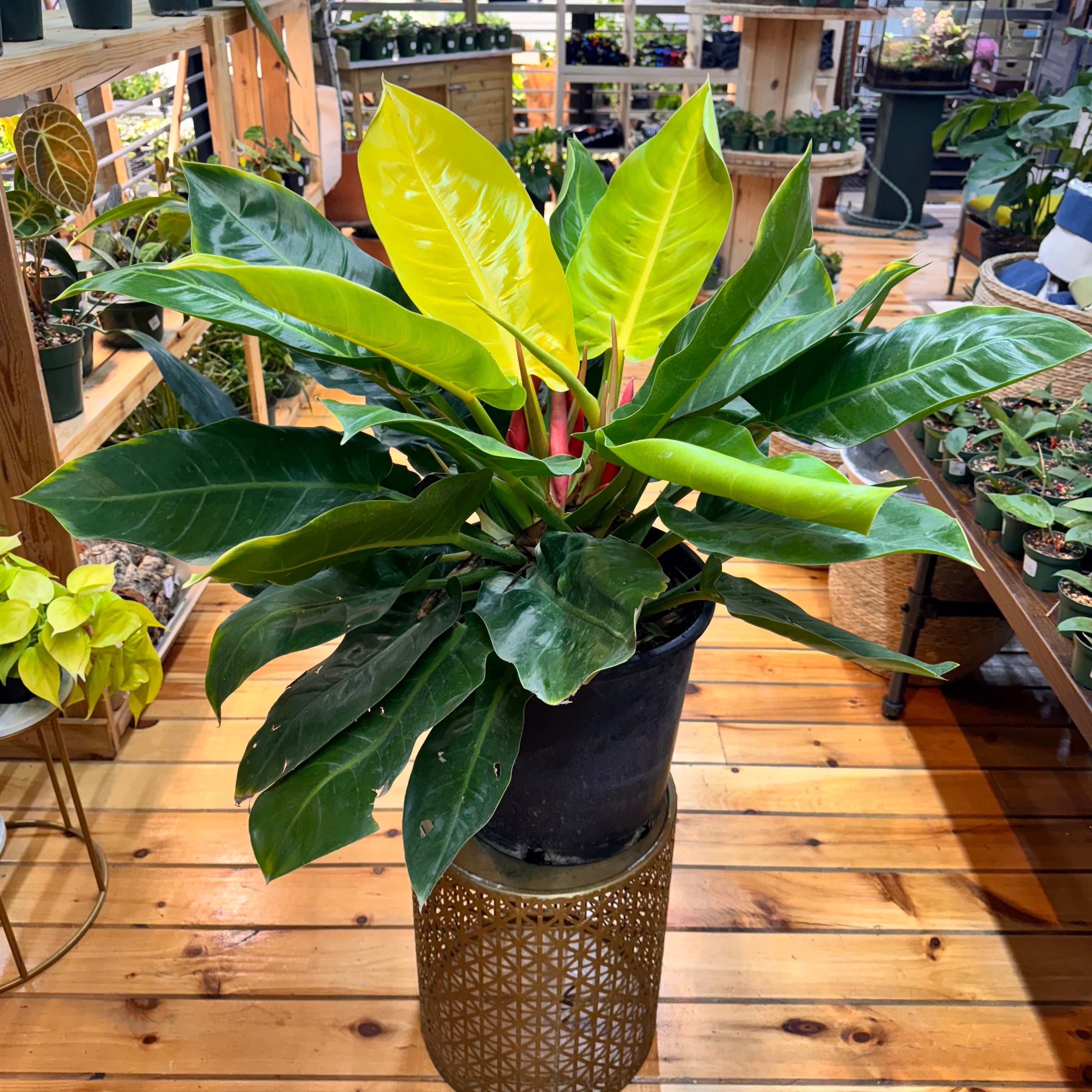 Philodendron Moonlight