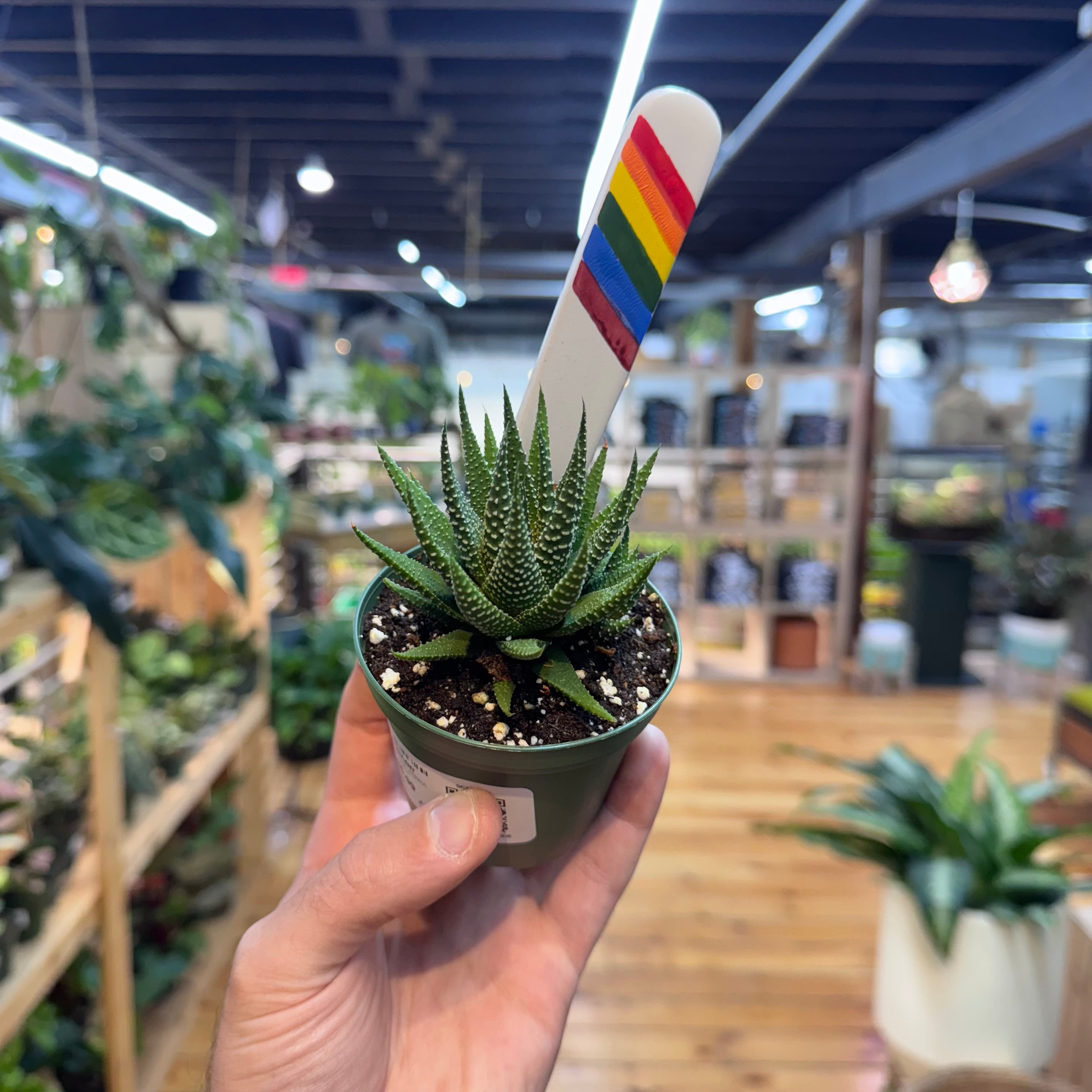 Haworthia Zebra Succulent