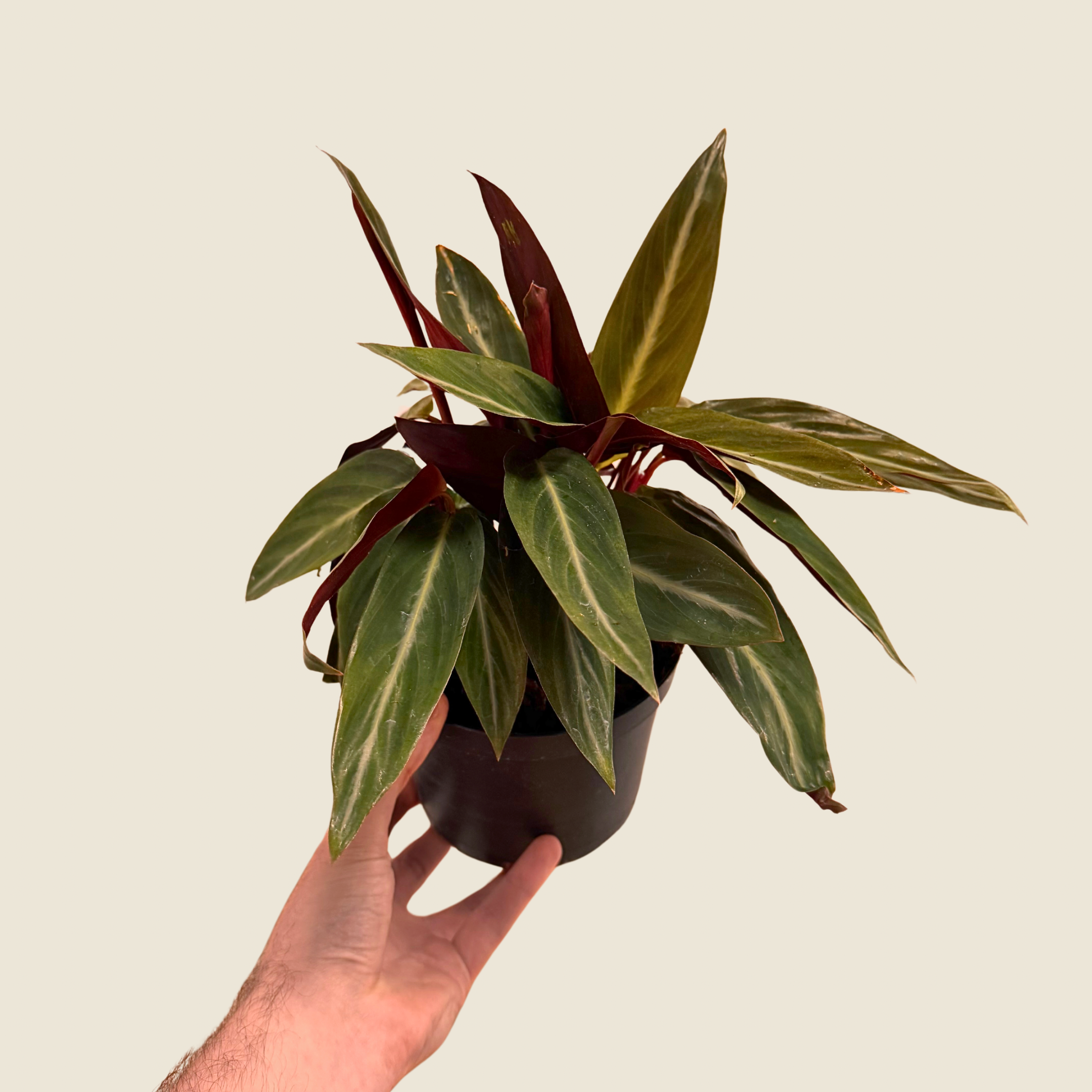 Stromanthe Sanguinea