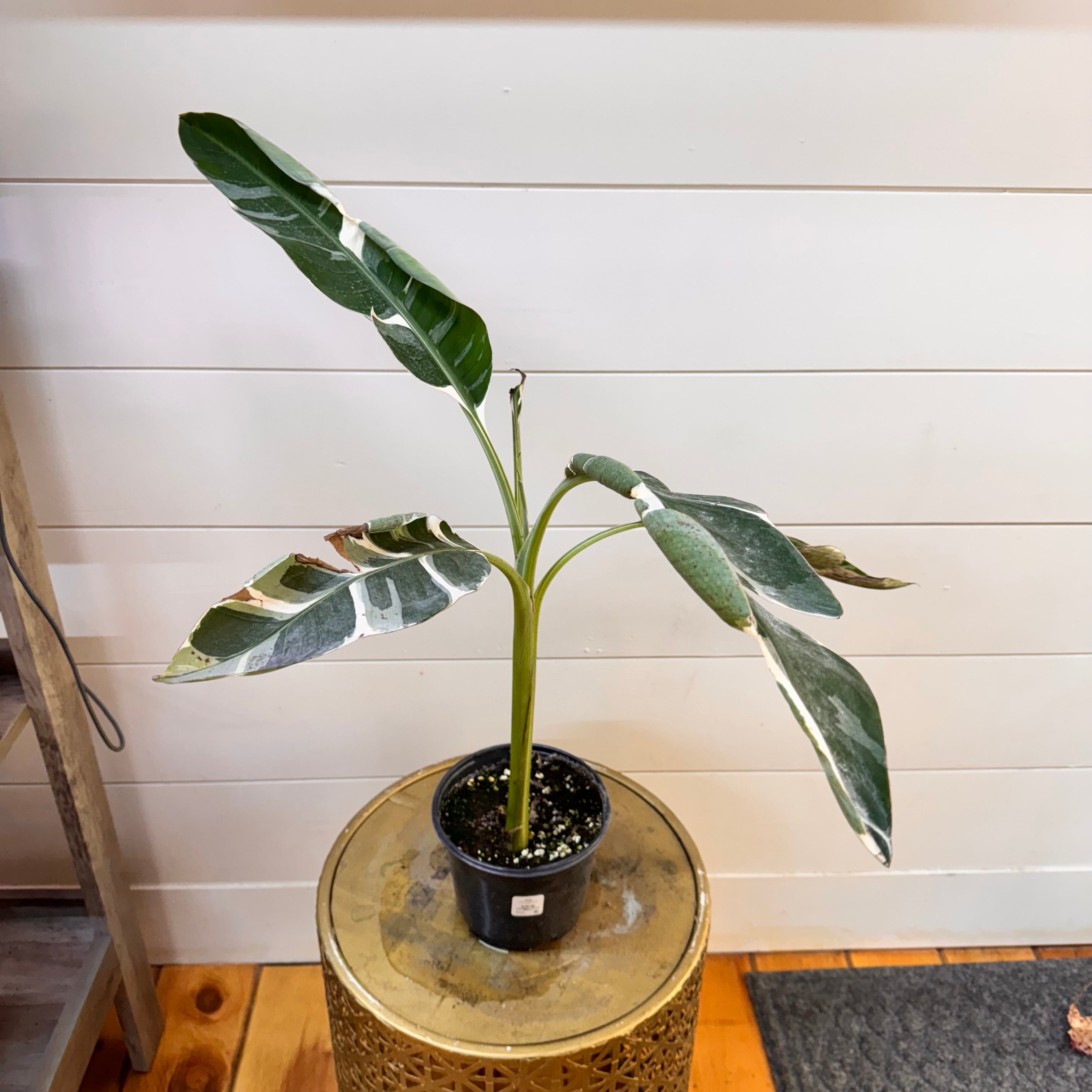 Musa Florida Variegated