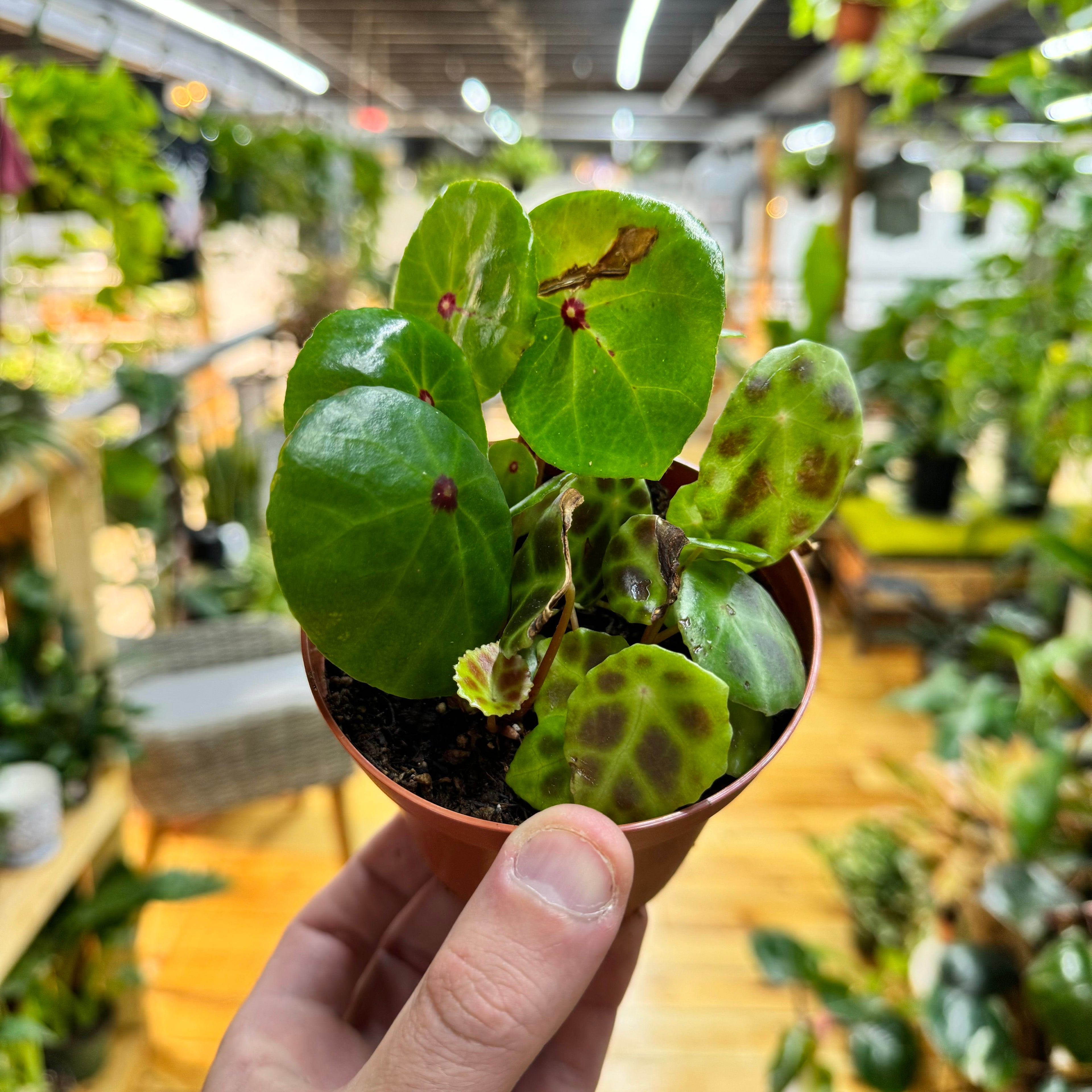 Begonia Conchifolia & Kingiana