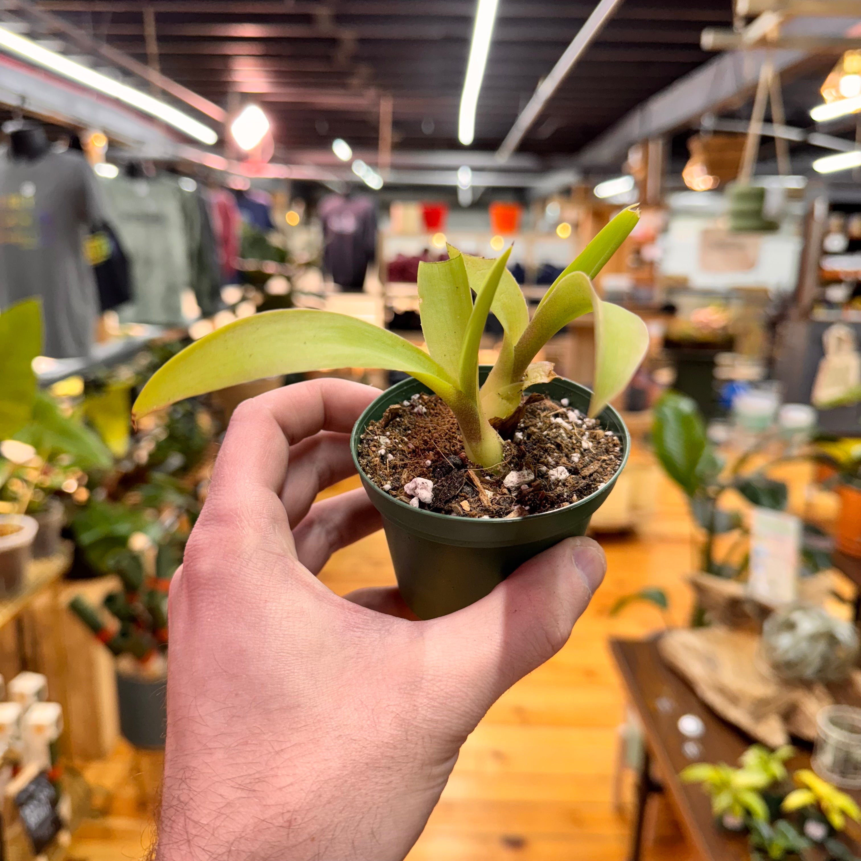 Agave Fox Tail Live Plant in Nursery Pot