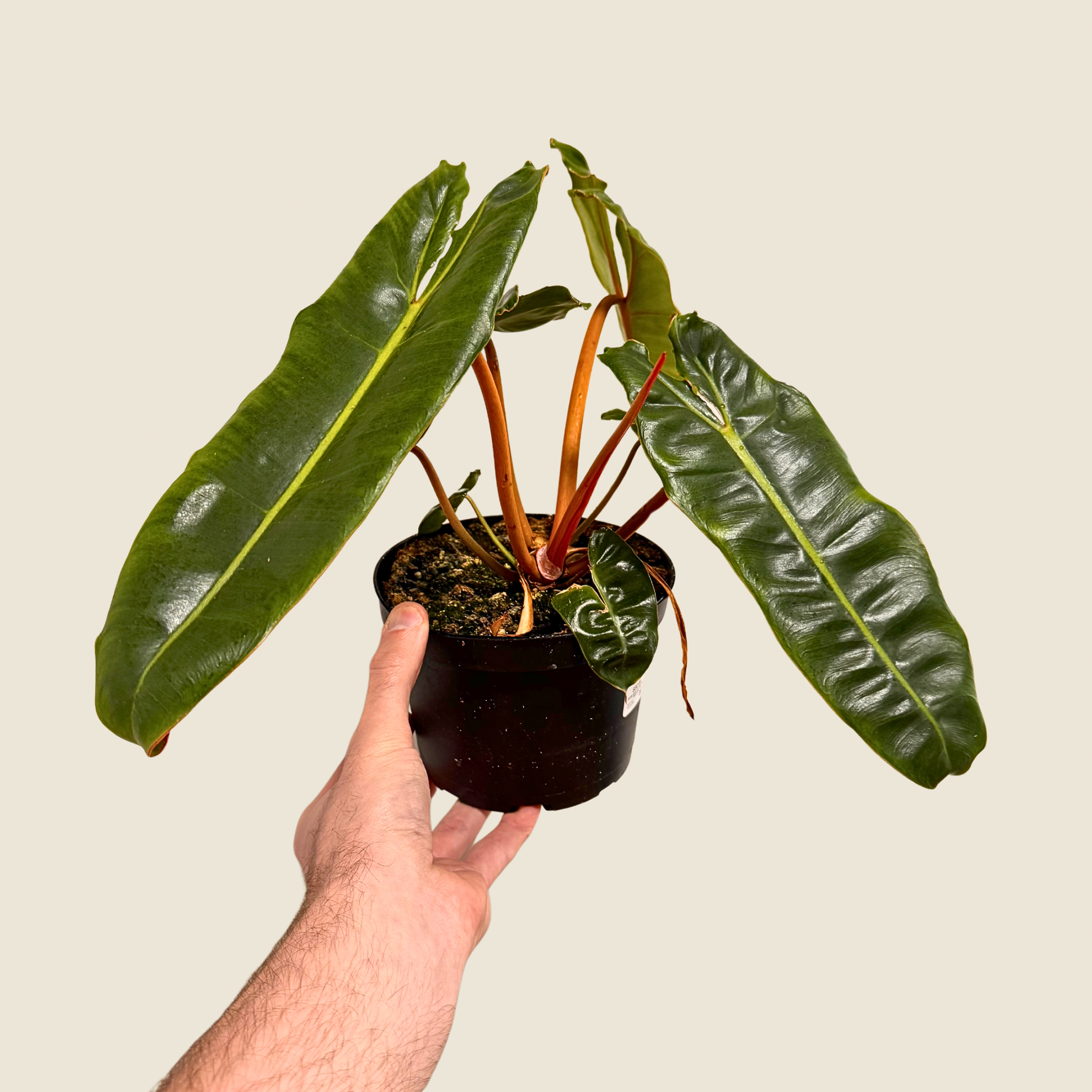 Philodendron Billietiae