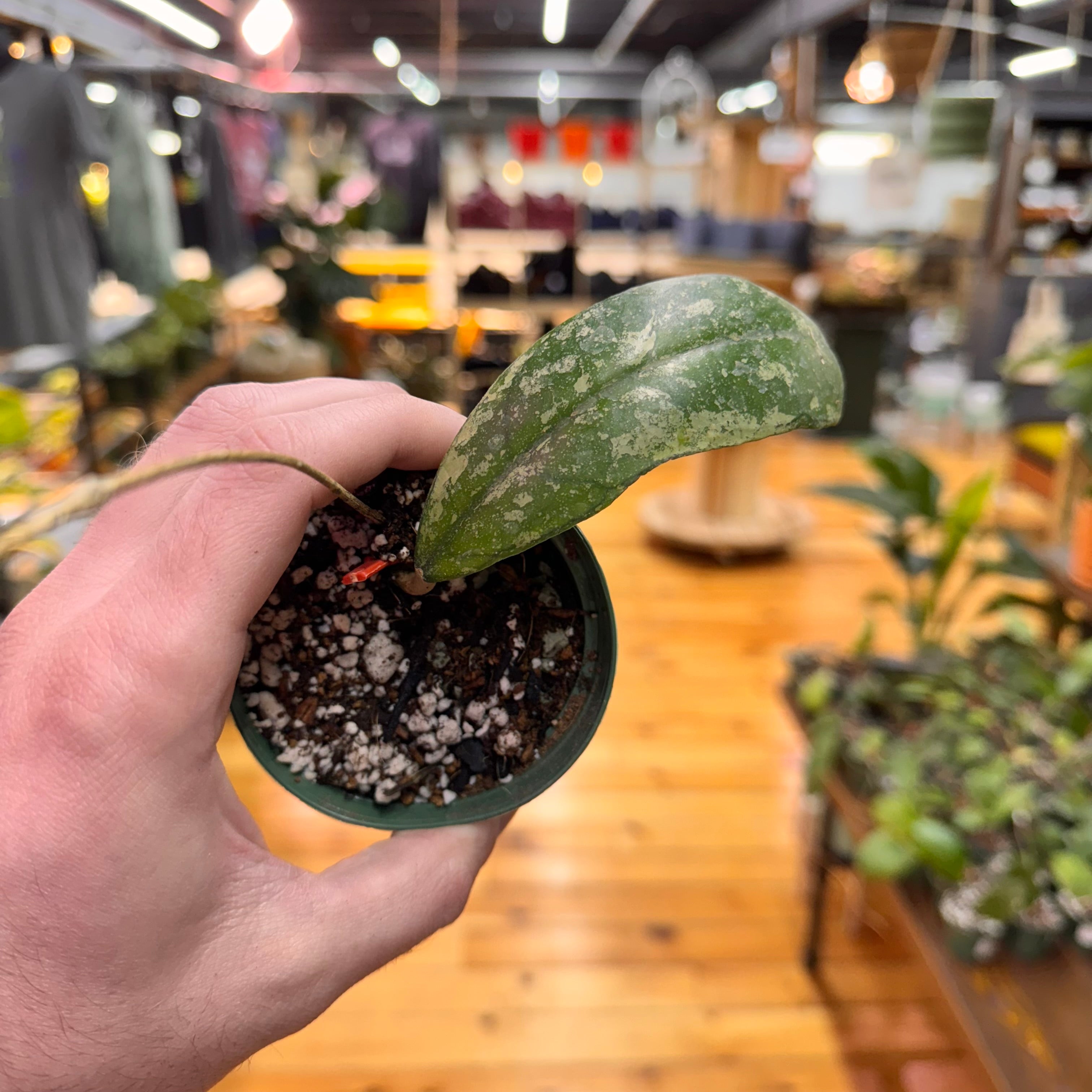 Hoya sp. North Sumatra