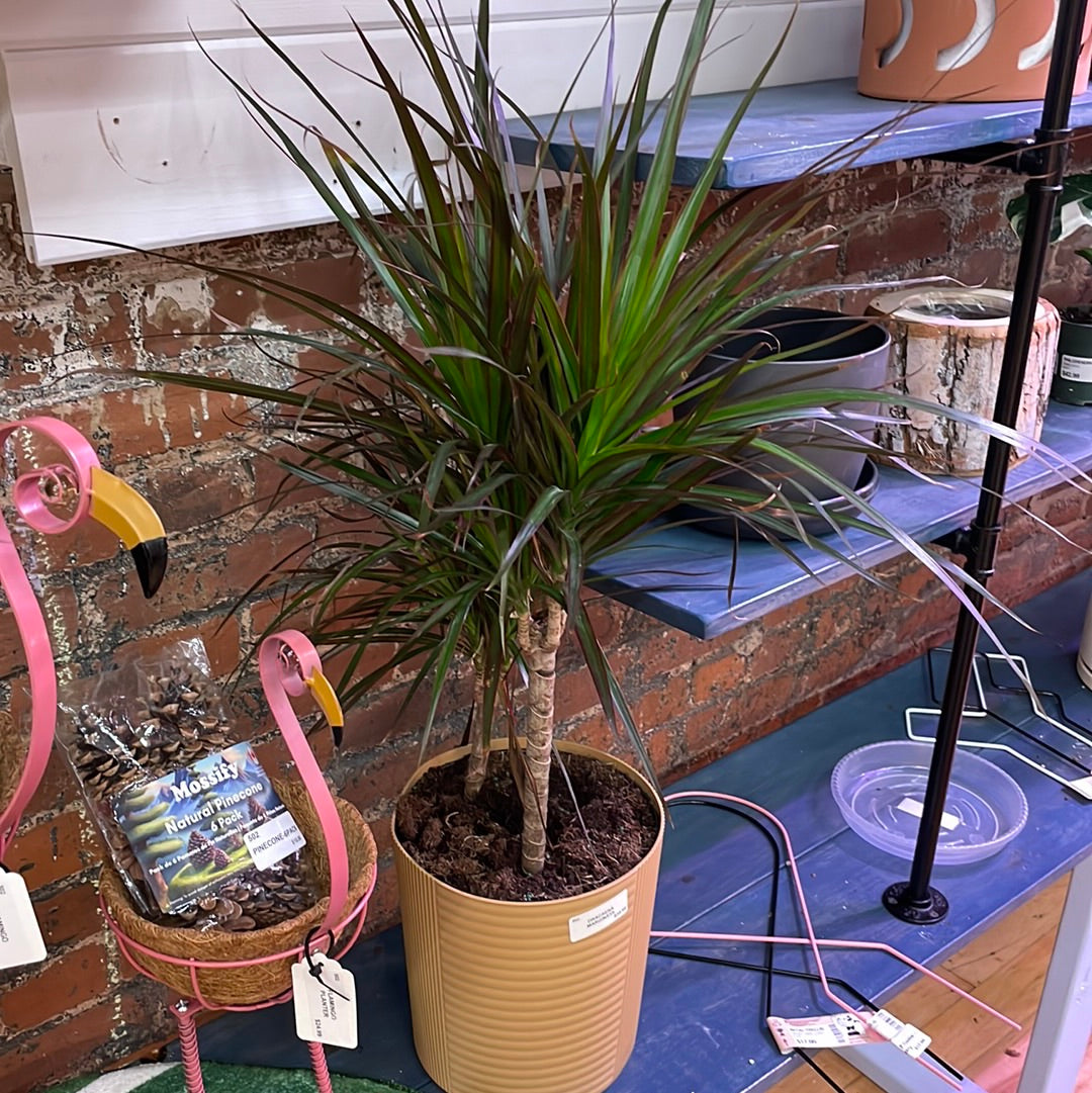 Dragon Tree