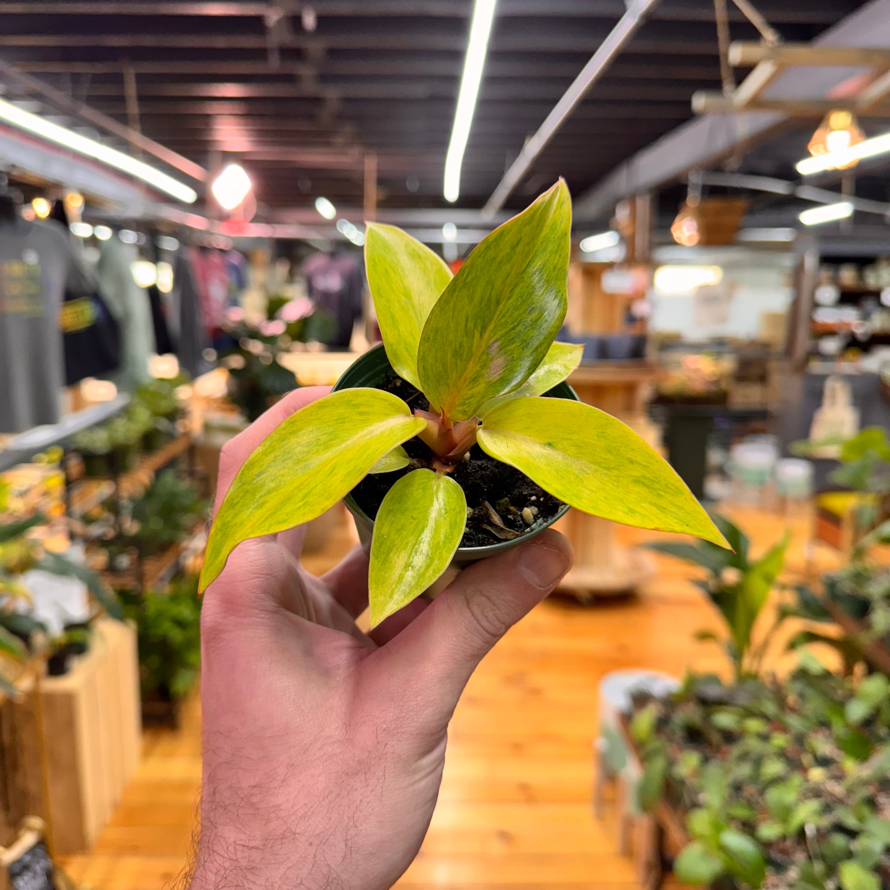 Philodendron Orange Marmalade