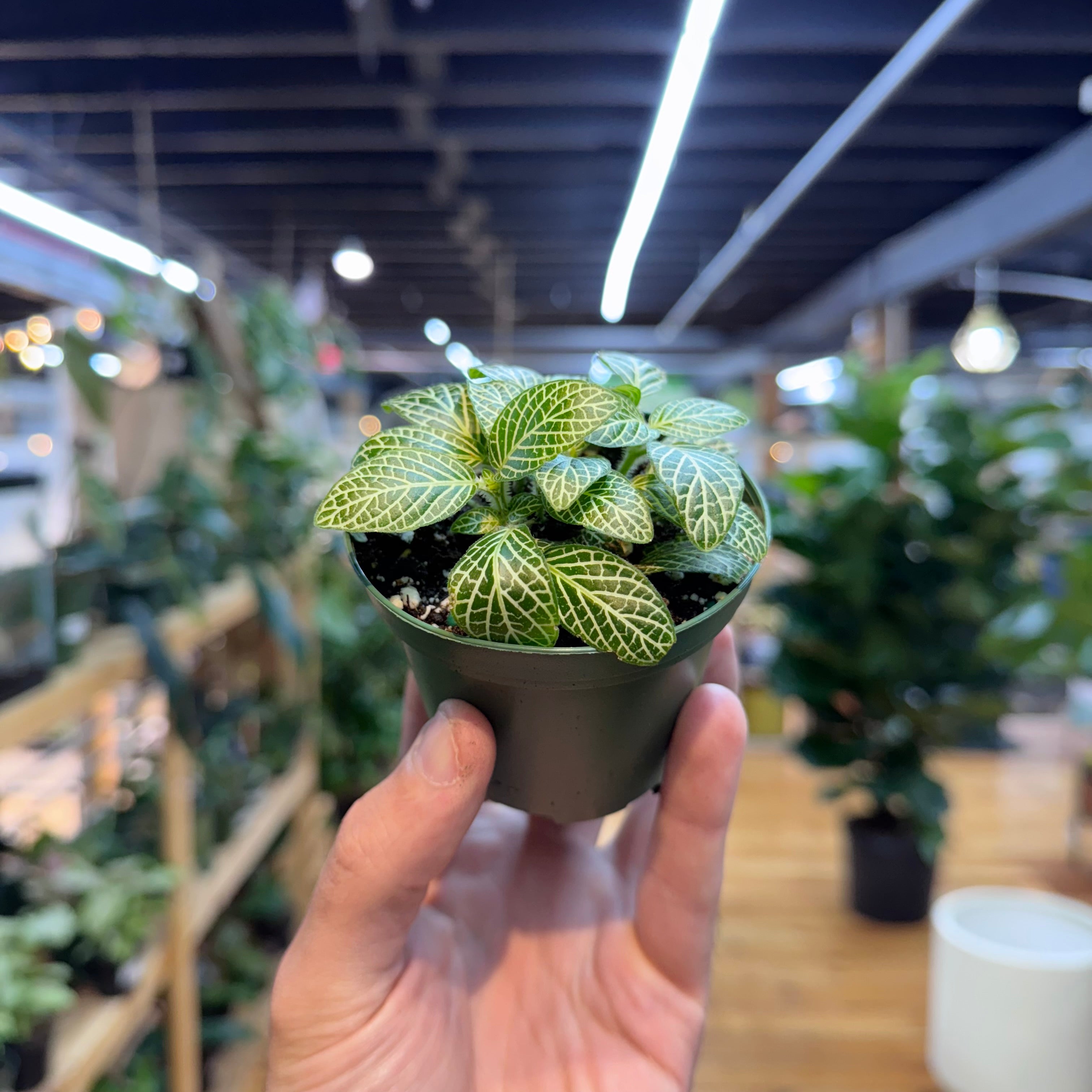 Hand holding a small potted plant with a blurred indoor setting