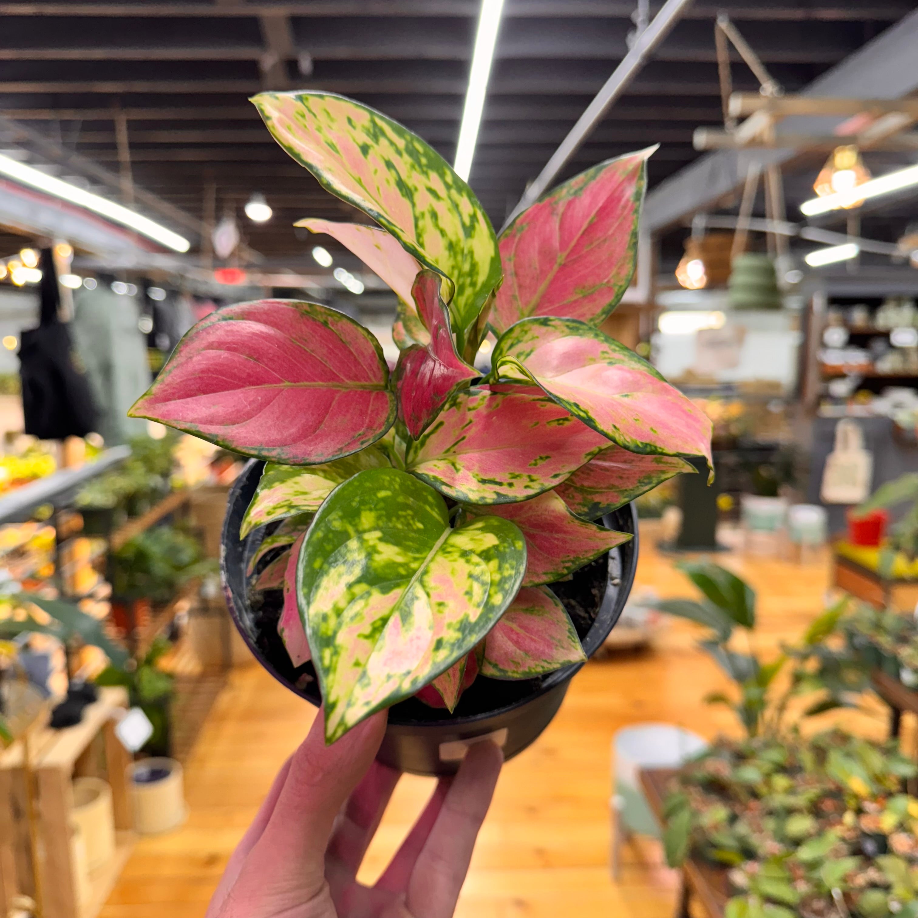 Aglaonema Red Zircon