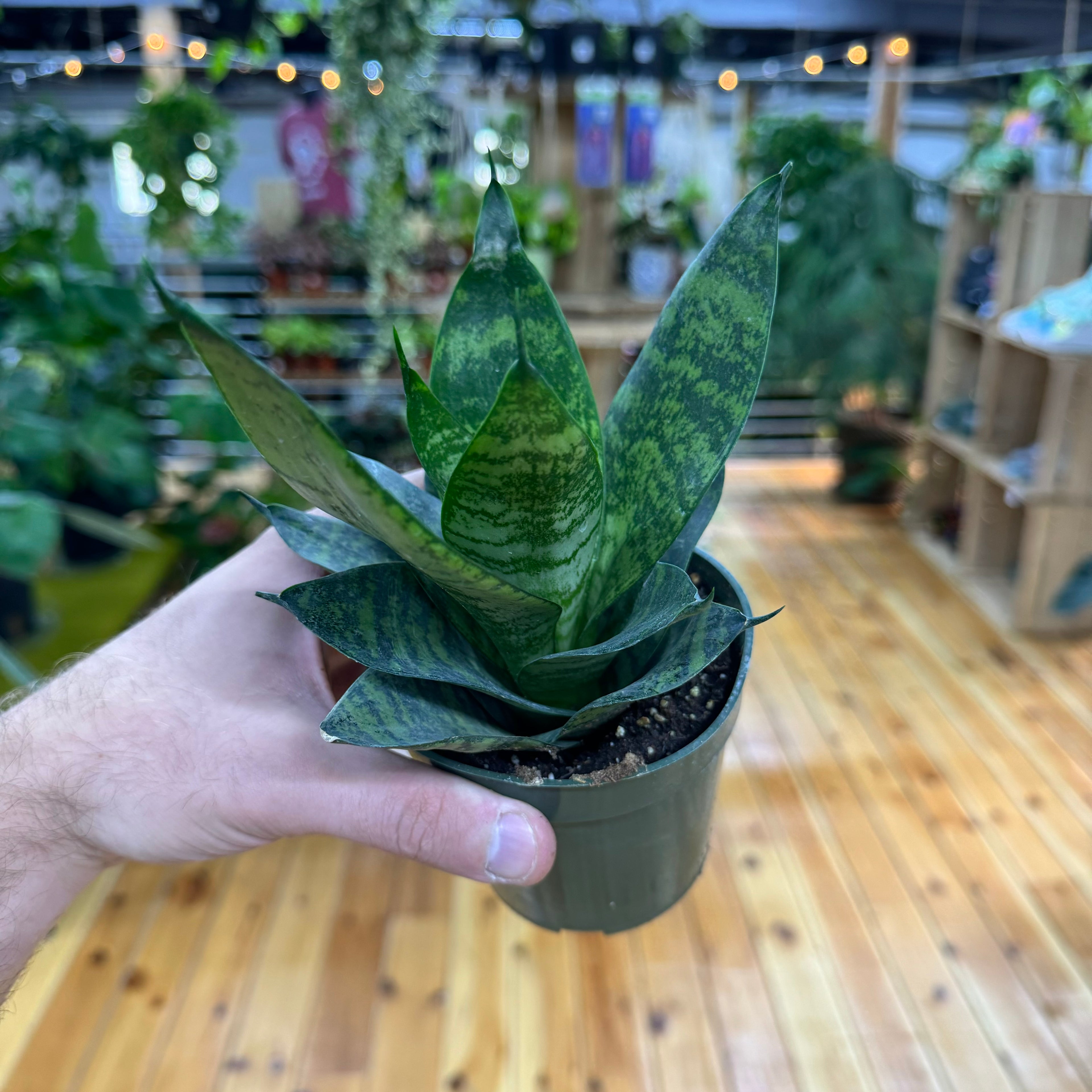 Sansevieria Forest Star