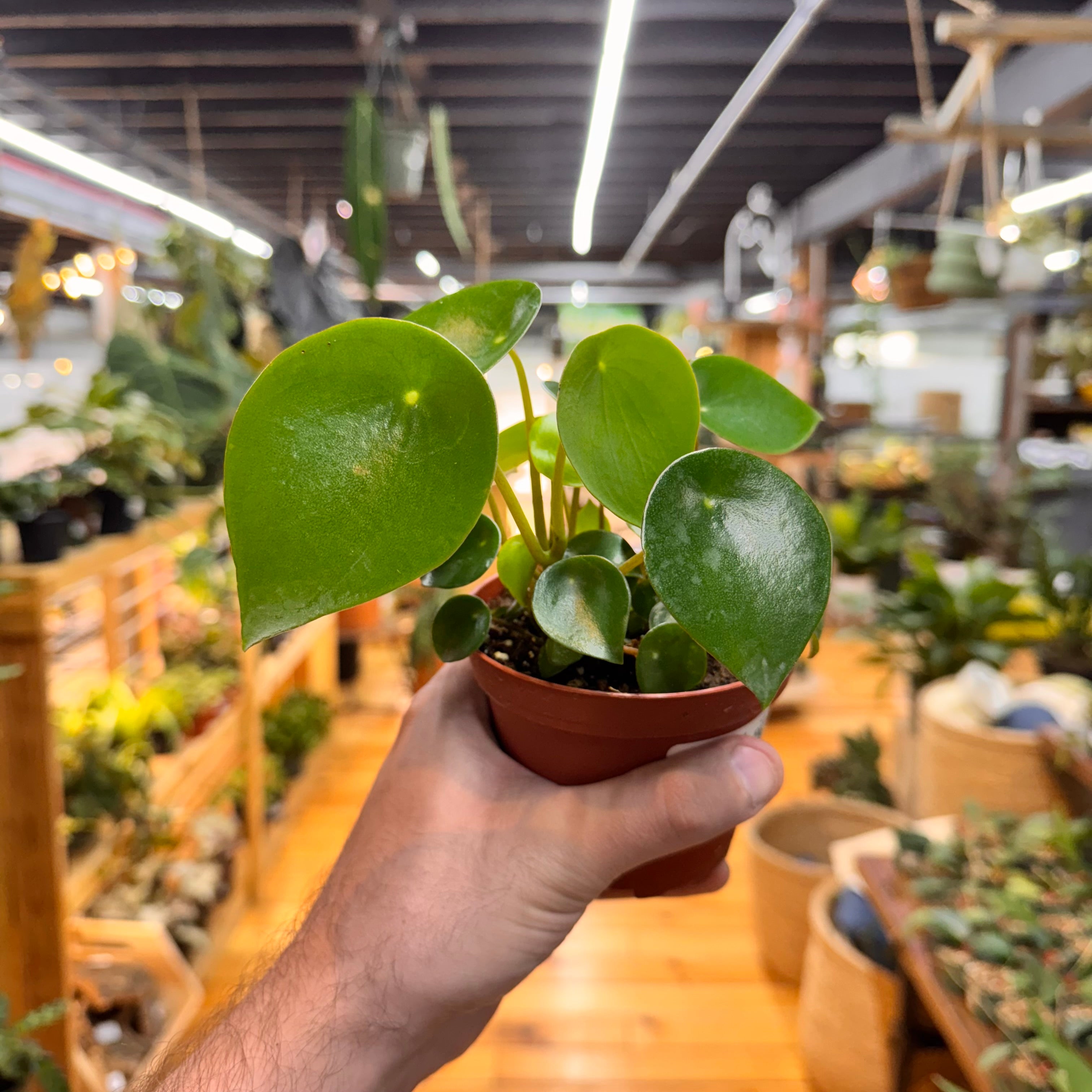 Peperomia Raindrop