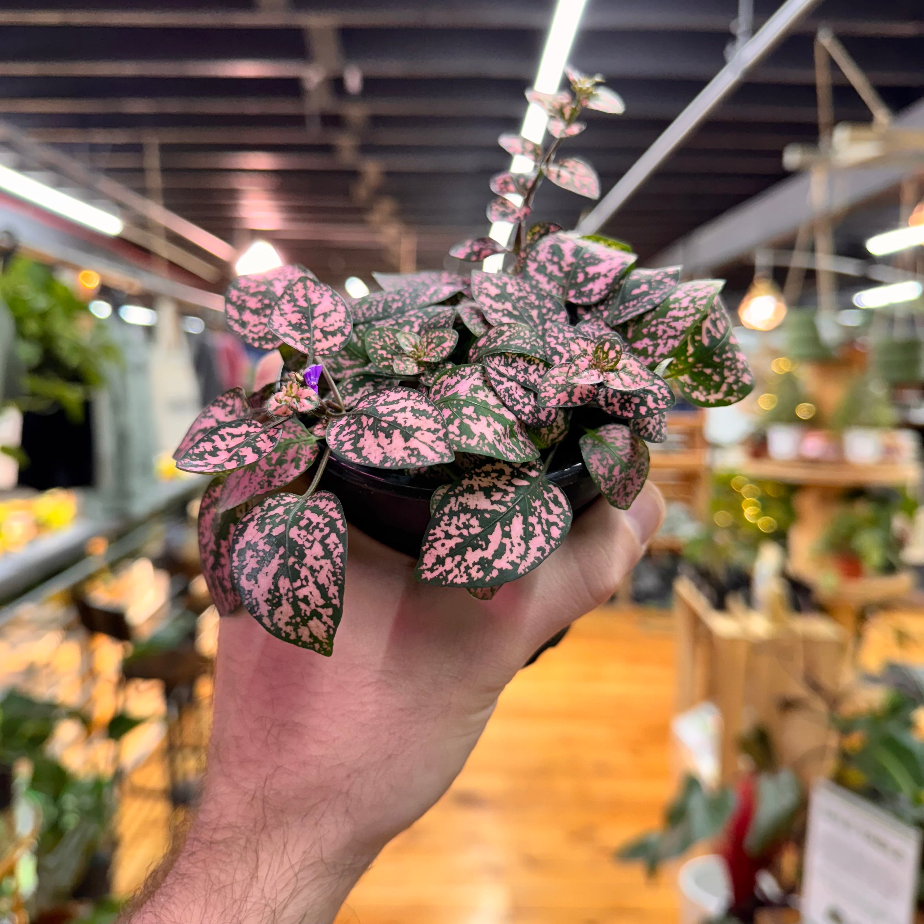 Hypoestes Polka Dot