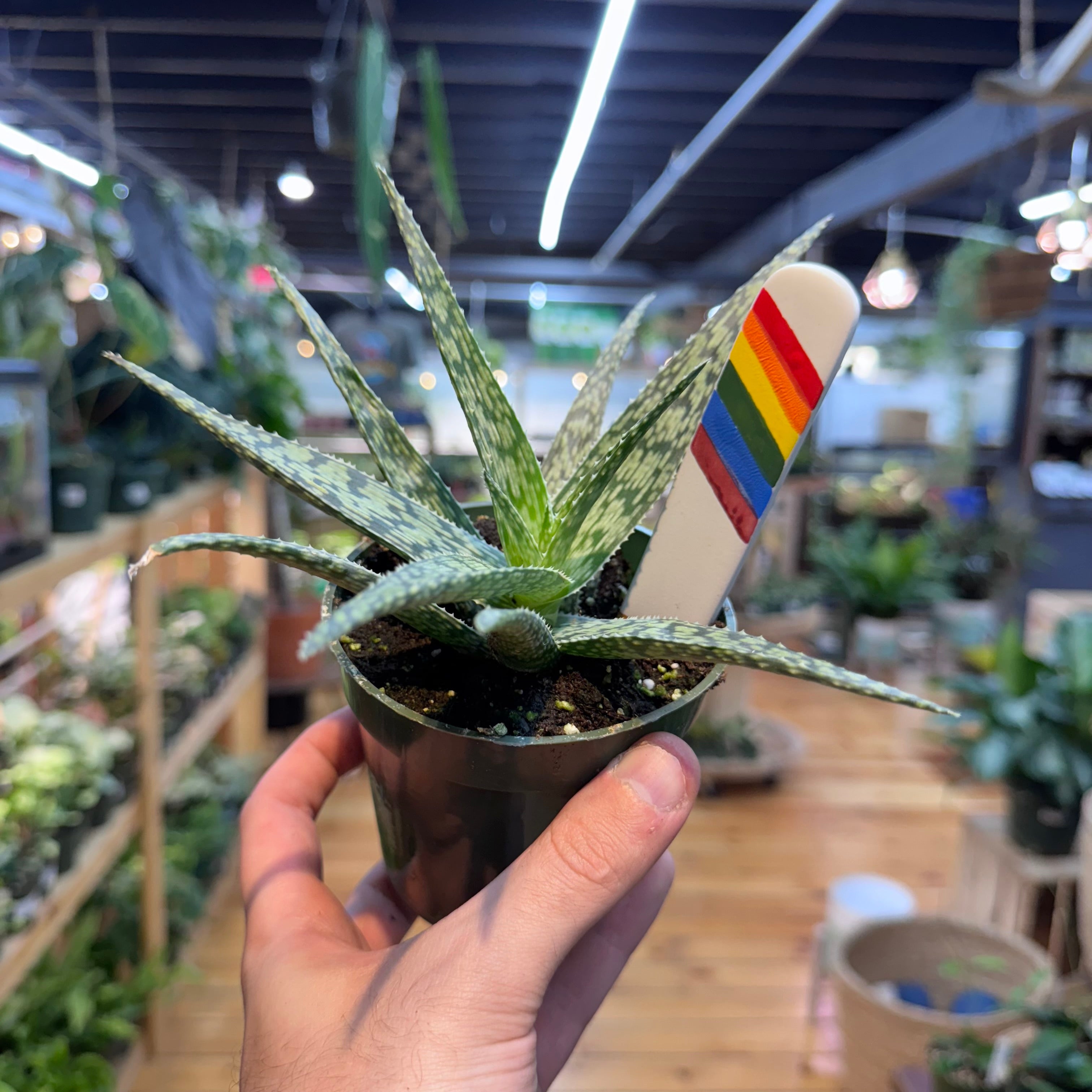 Aloe White Fox